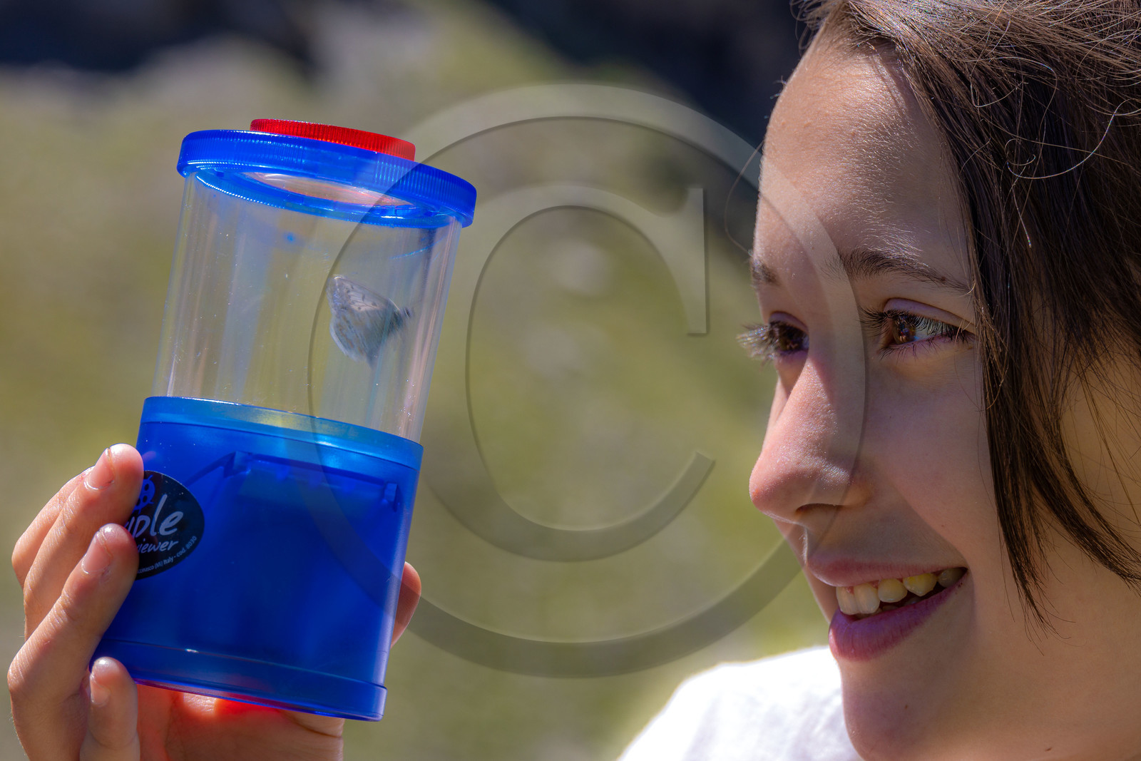 Observation de papillon