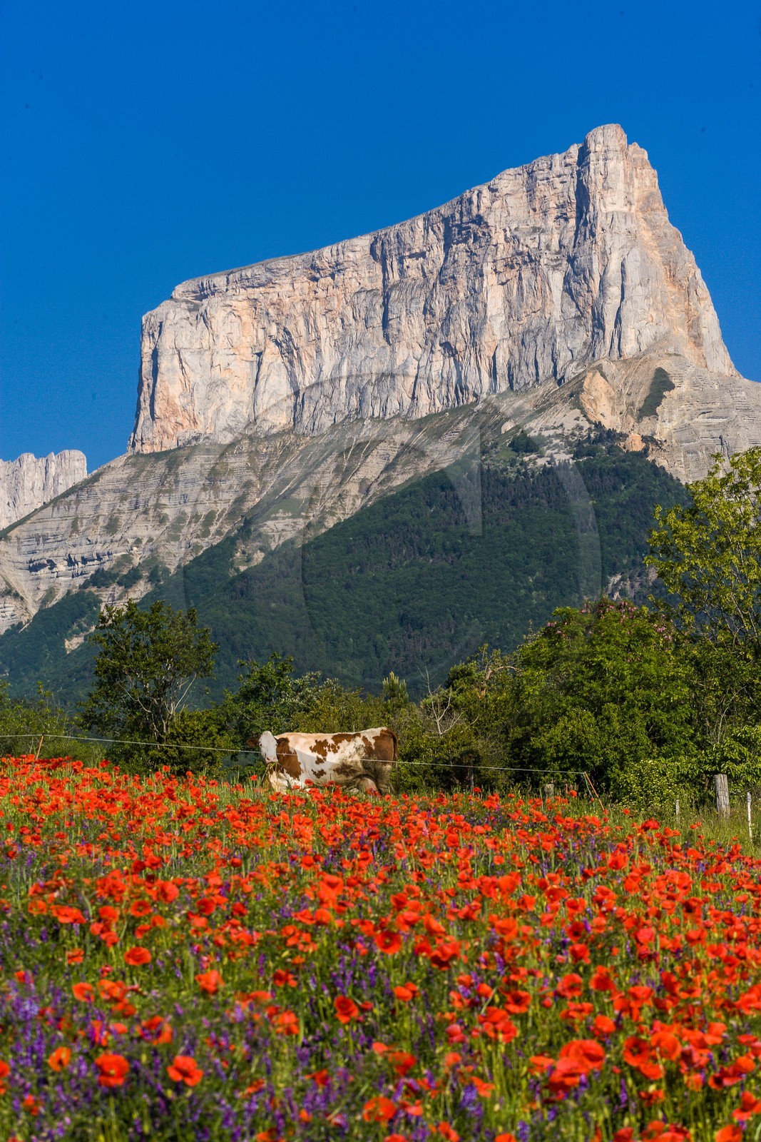 Trièves, le Mont-Aiguille