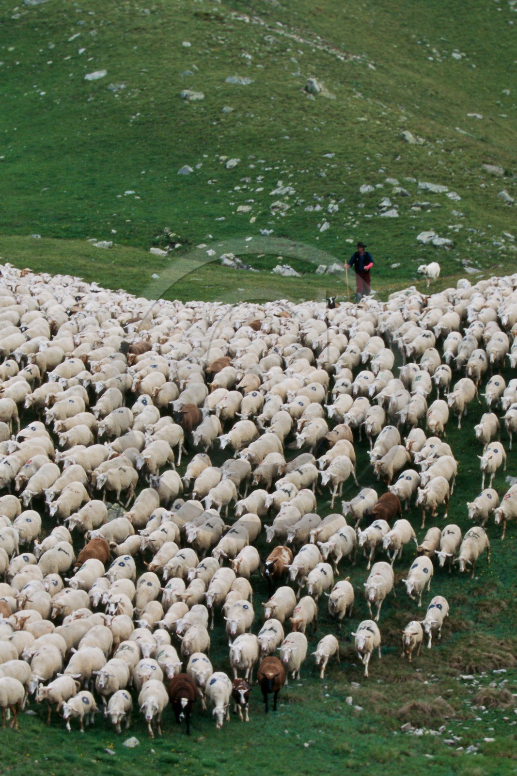 Alpage de Jujal, Le Bailou, berger