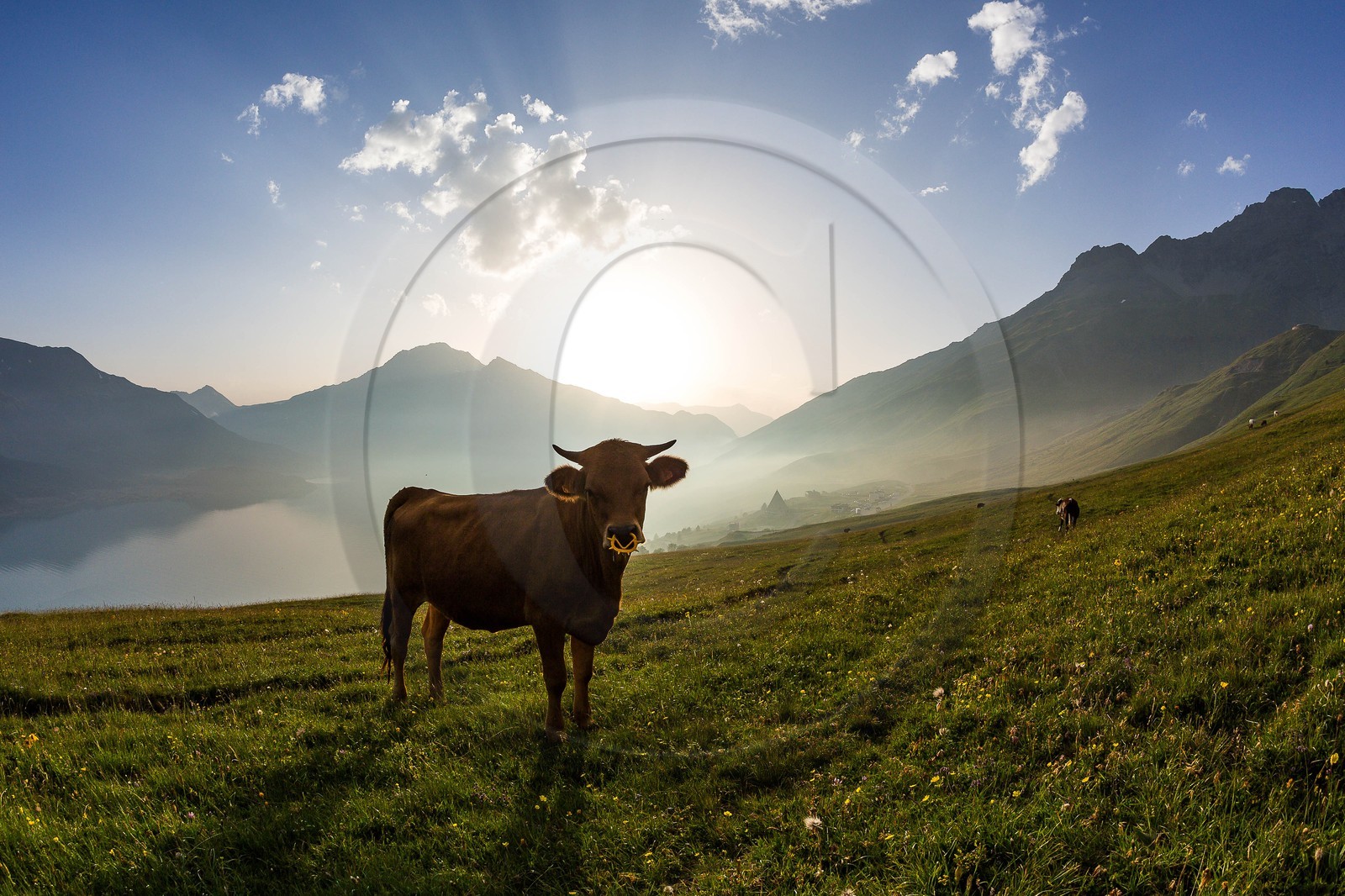 alpages du lac du Mont-Cenis