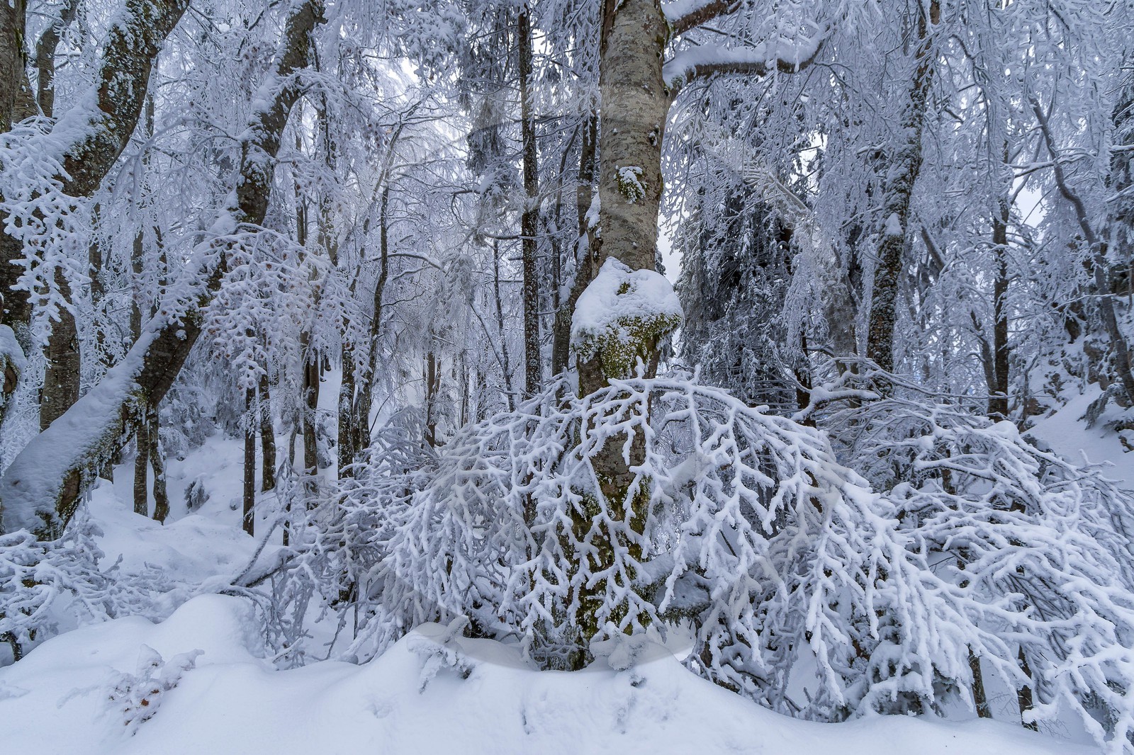 ENS de l'Isère, Les Ecouges