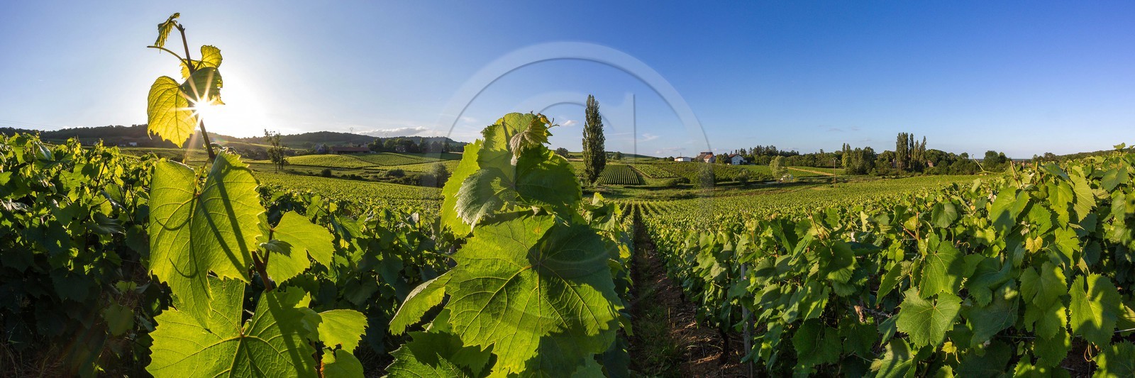 Domaine viticole Michel-Andreotti