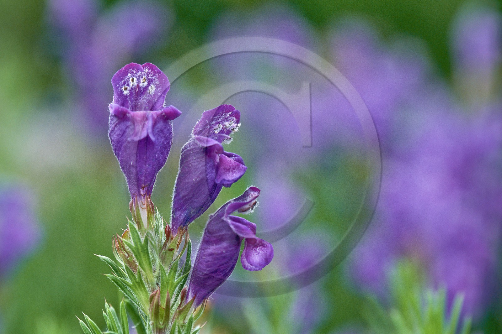 Dracocéphale d'Autriche, Dracocephalum austriacum