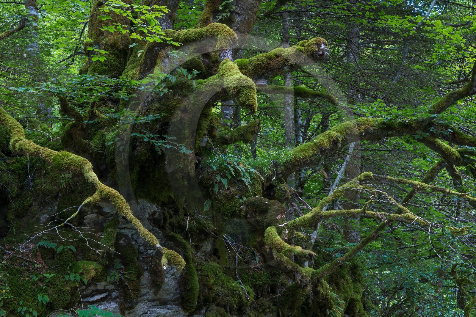 ENS de l'Isère, Les Ecouges