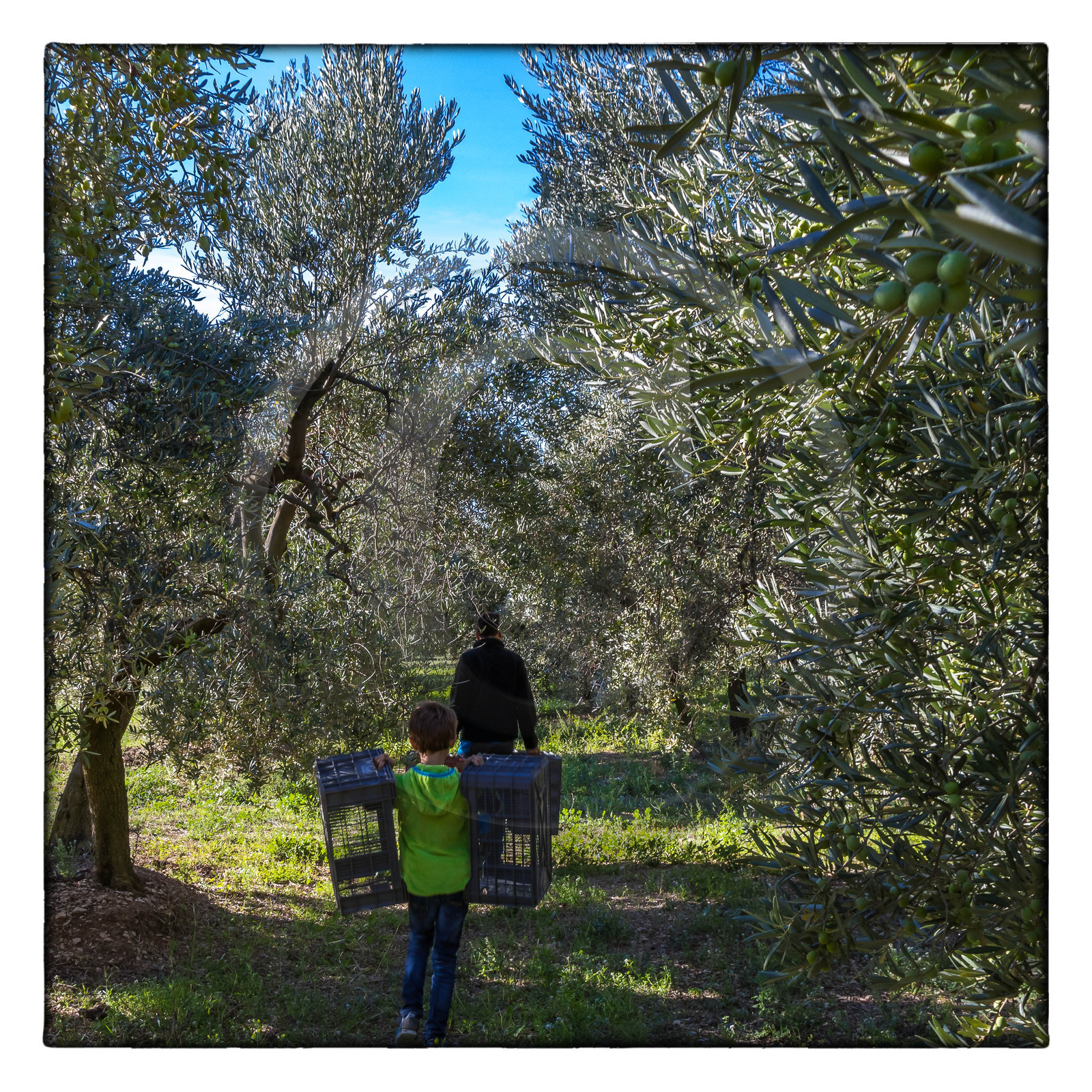 Le verger des Baux, Olivier Roman
