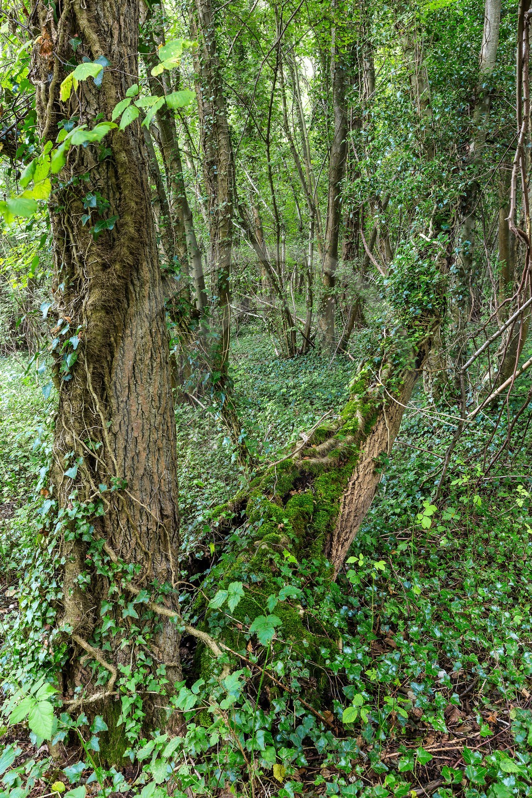 ENS de l'Isère, étang de Mai