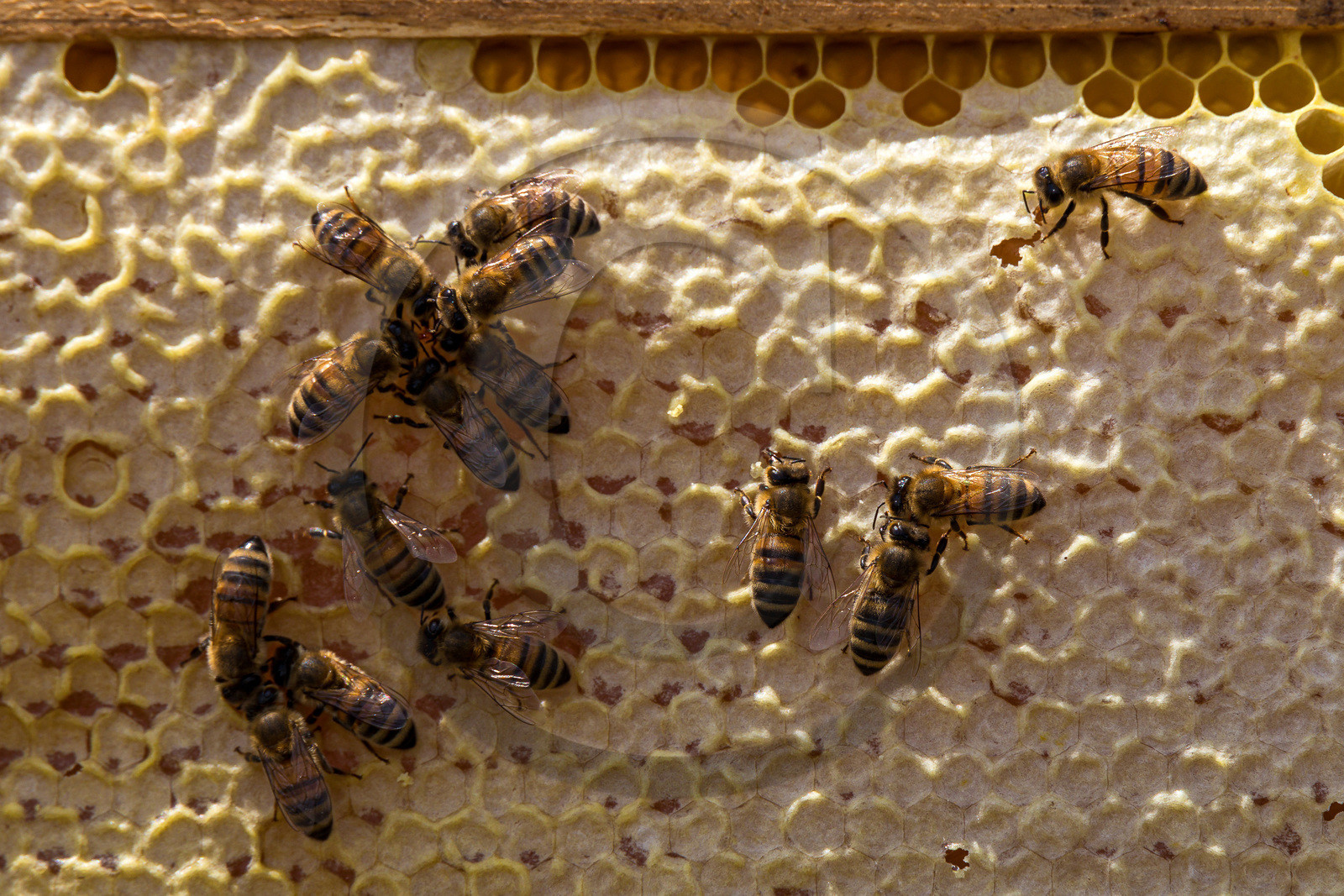 Miellerie de Serre Chevalier