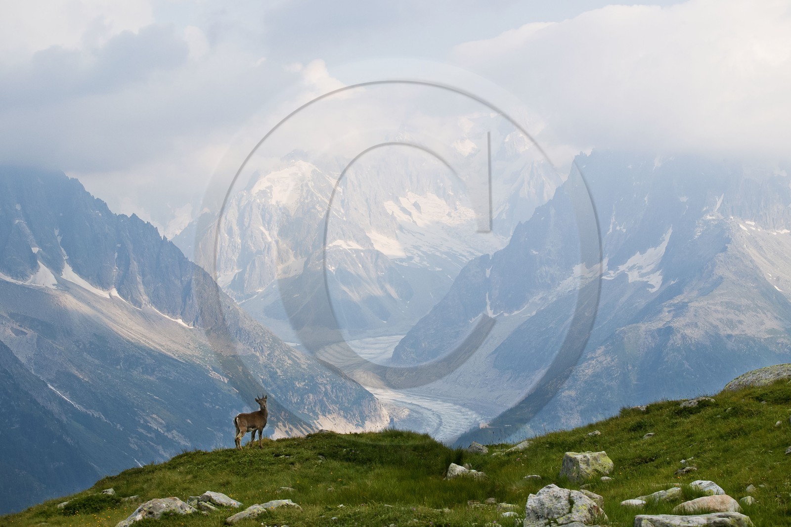 Bouquetin, ou bouquetin des Alpes (Capra ibex)  -