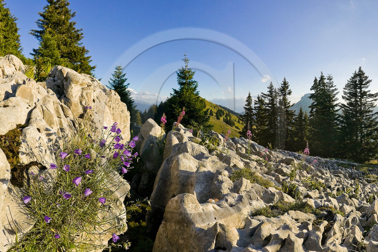 Espace naturel sensible de l'Isère, Col du Coq, Campanules dans Lapiaz