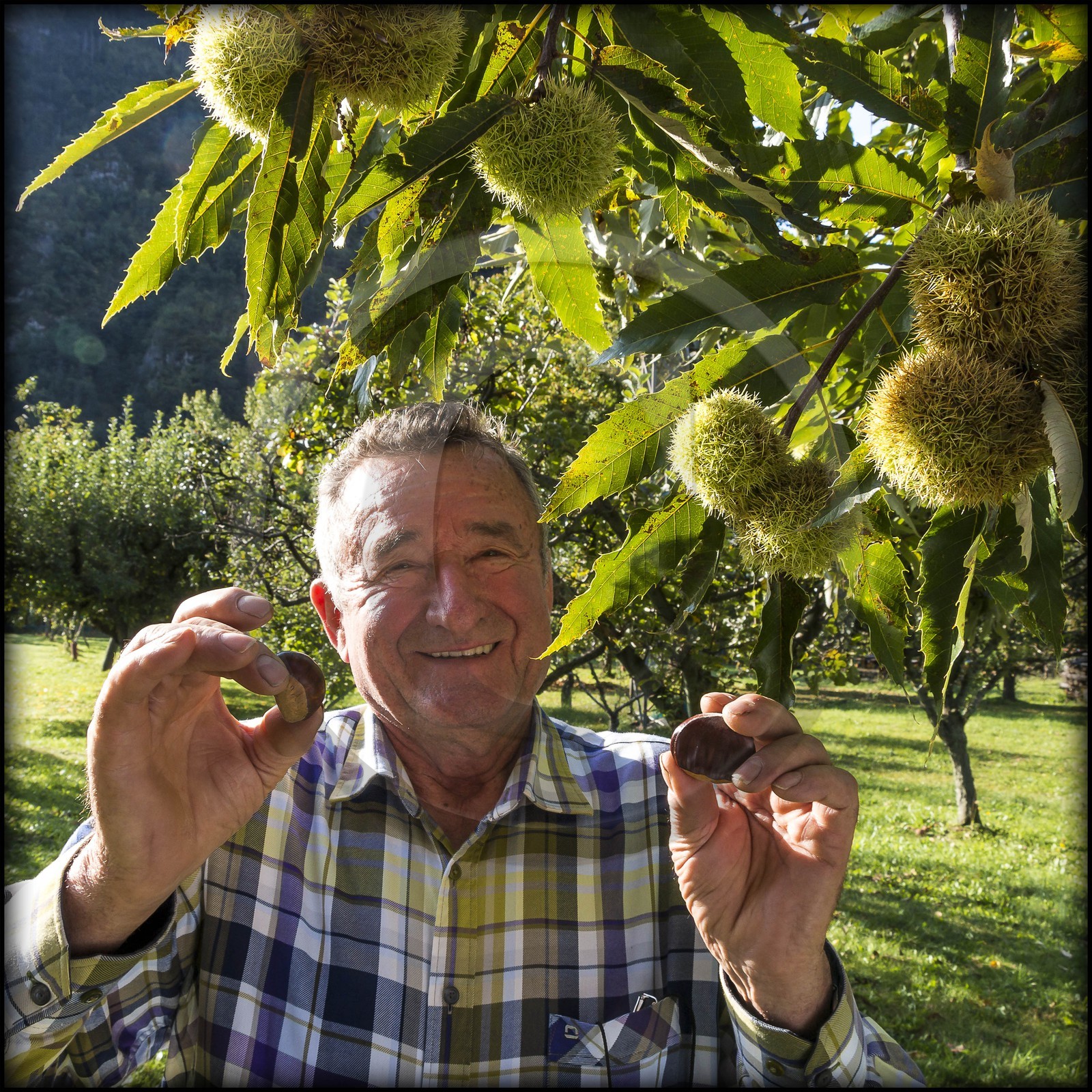 Valdeblore, Saint-Dalmas, chataigneraie de Monsieur Morino