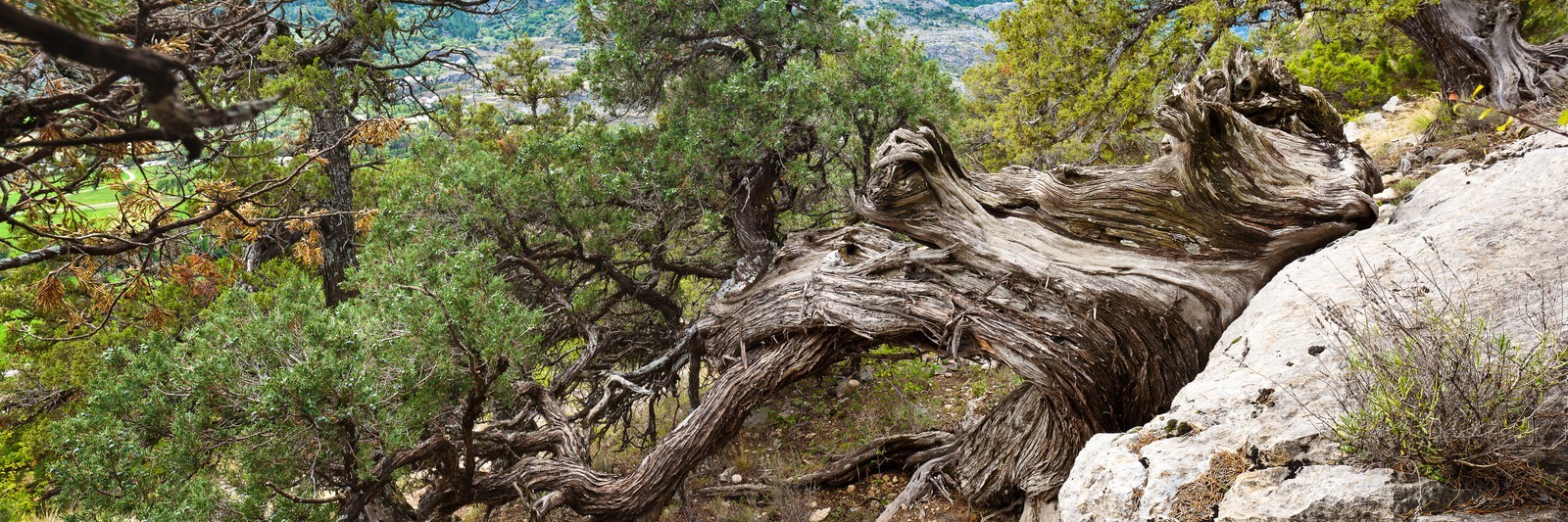 Thurifaie de St Crépin