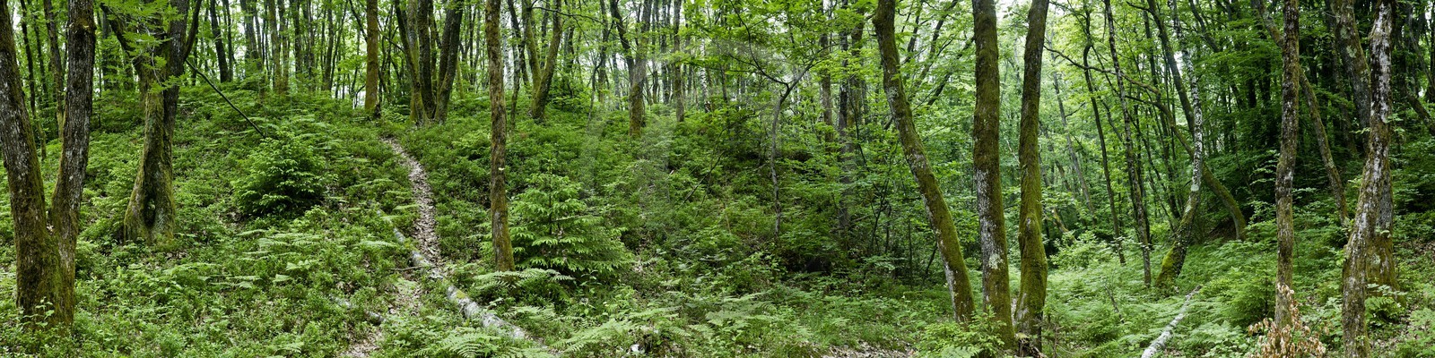 Réserve naturelle du Roc de Chère, forêt