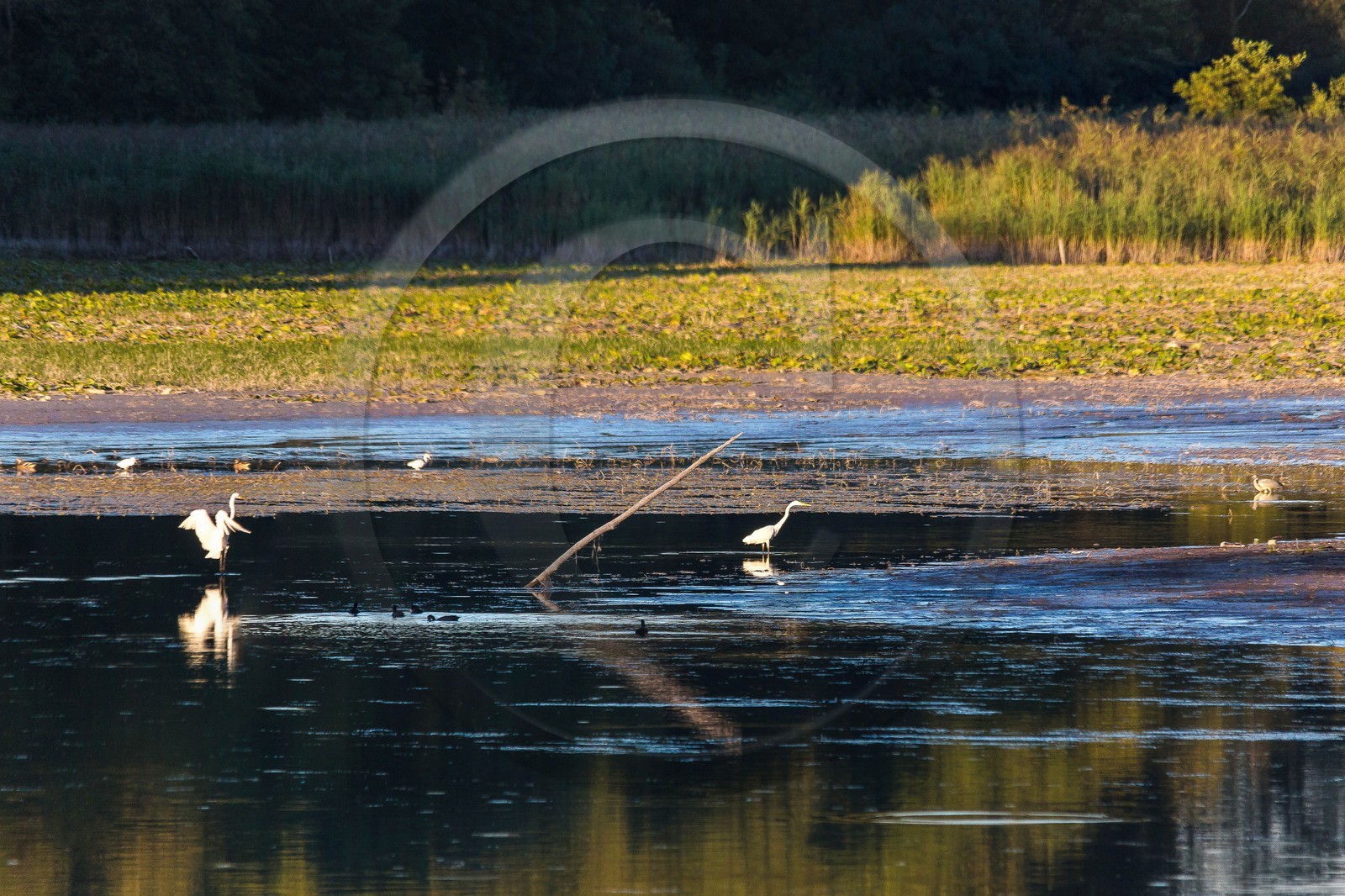 ENS de l'Isère, étang de Montjoux