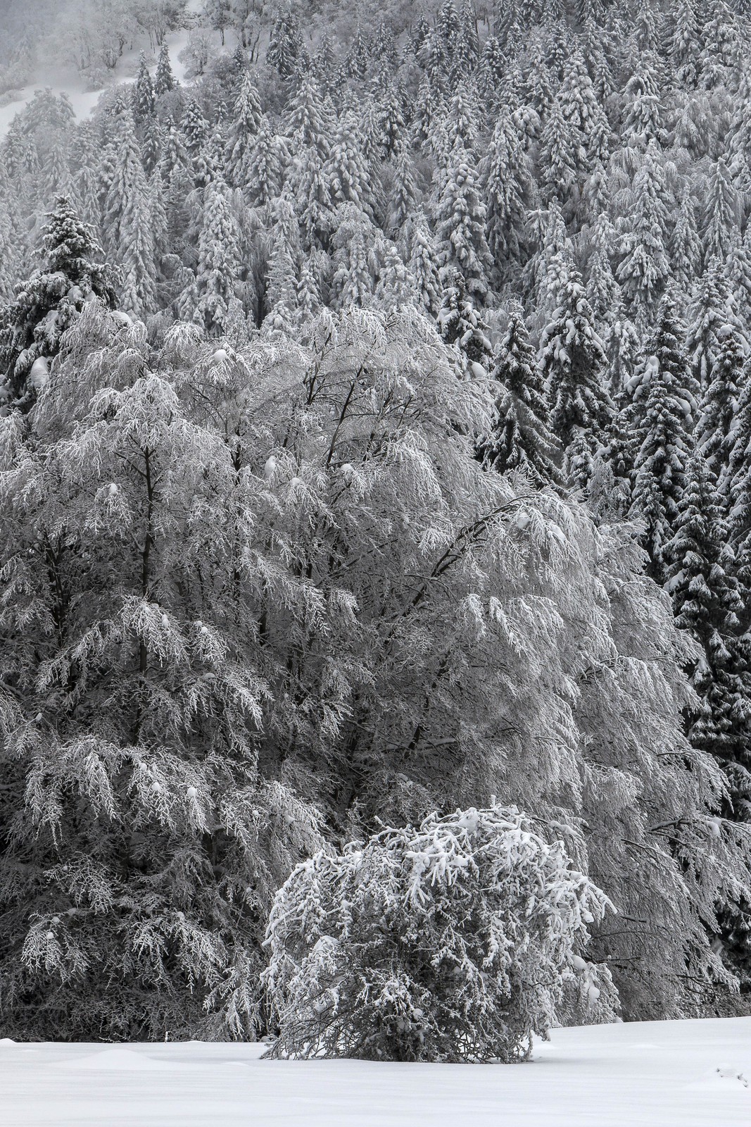 ENS de l'Isère, Les Ecouges