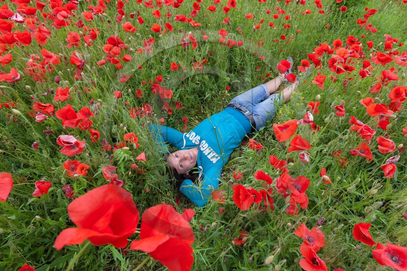 Coquelicot, Papaver rhoeas