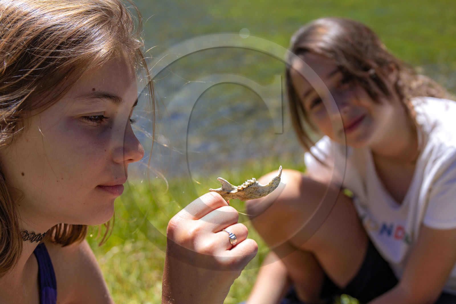 Machoire de marmotte