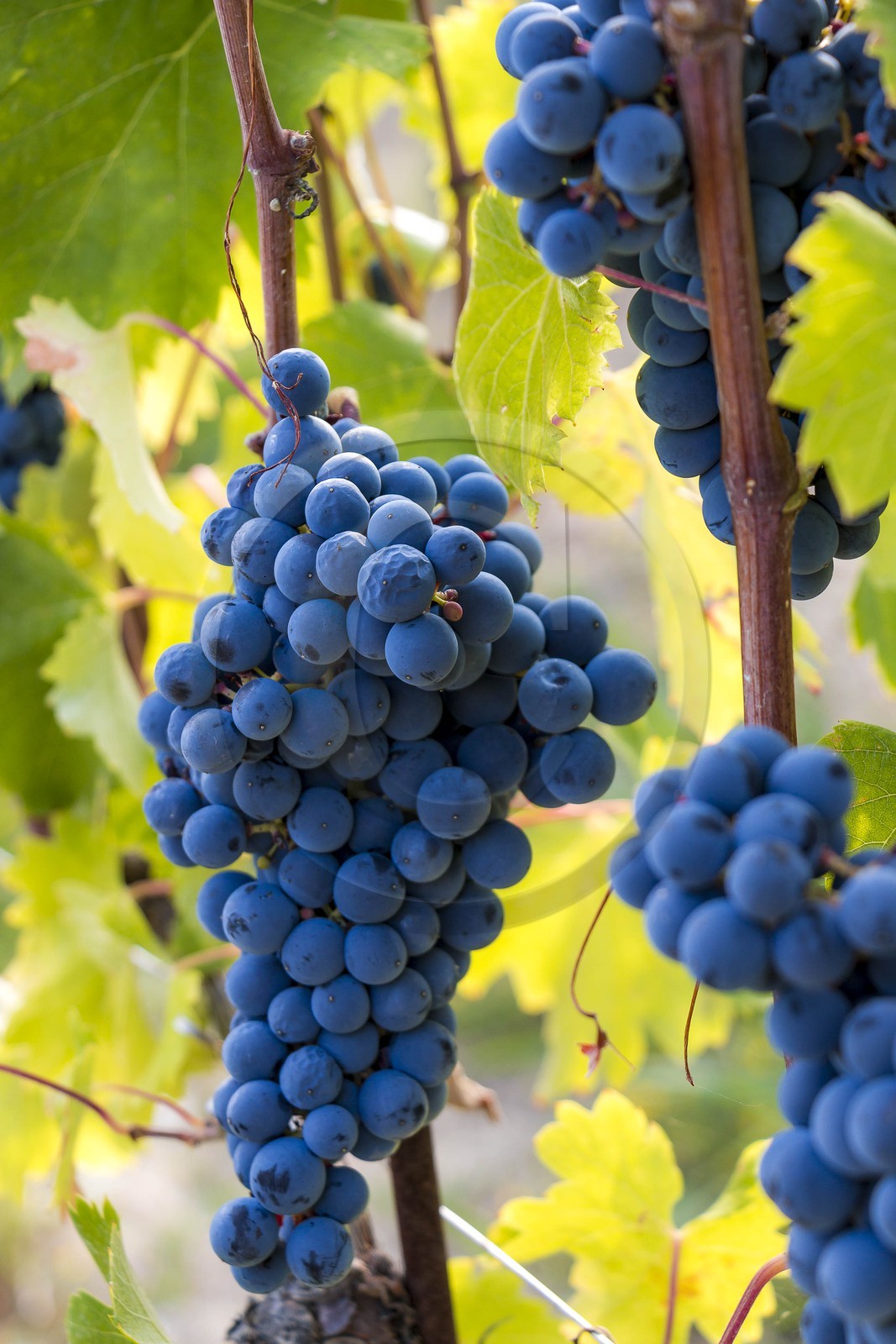 Vignoble de Saint-Jeannet, propriétaire récoltant Denis Rasse