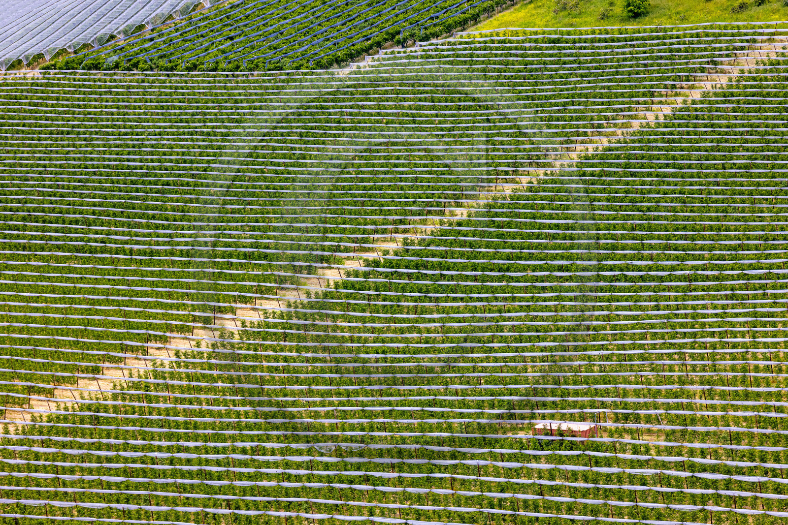 Faucon-du-Caire, arboriculture