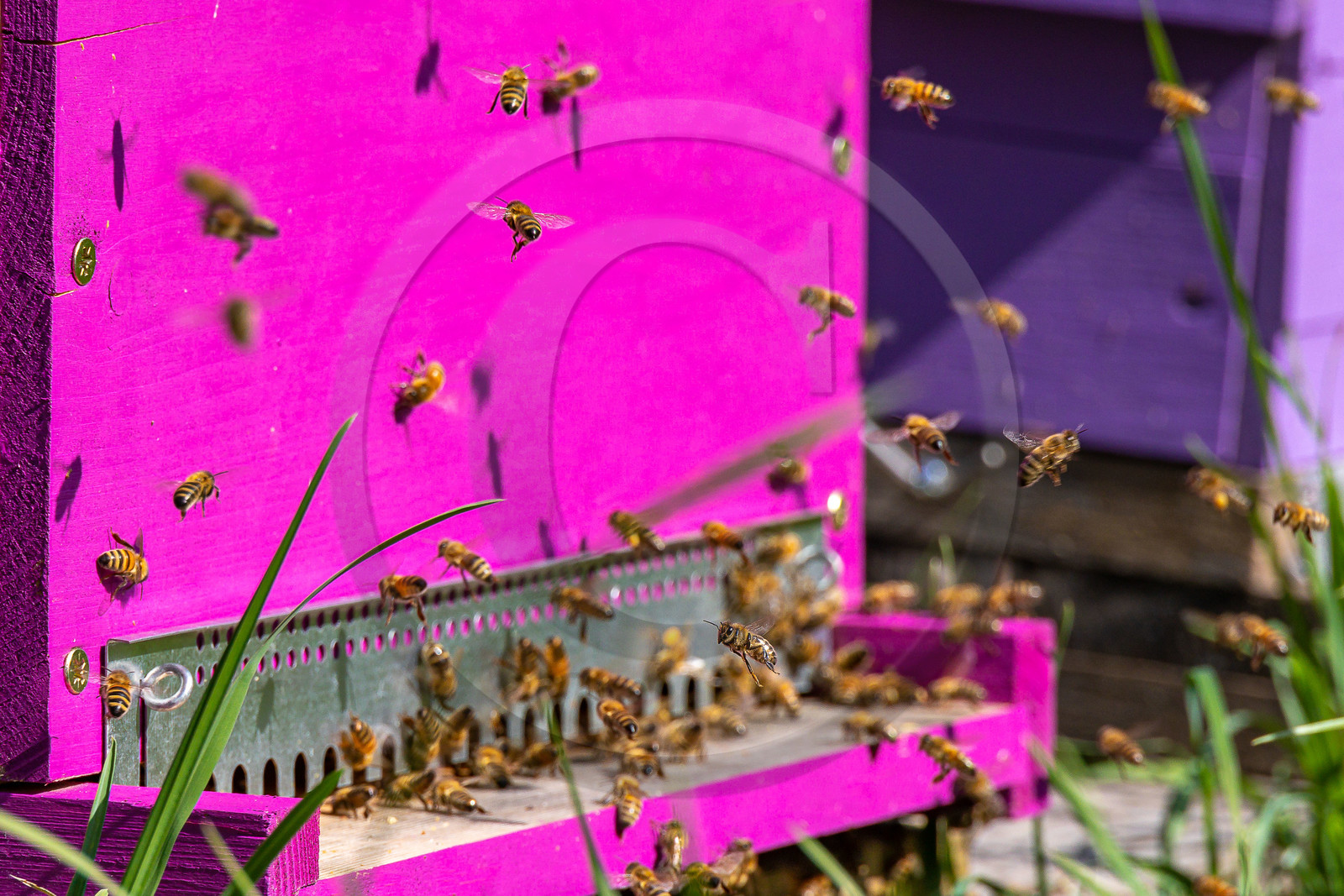 Jean-Jacques Daubert - Apiculteur