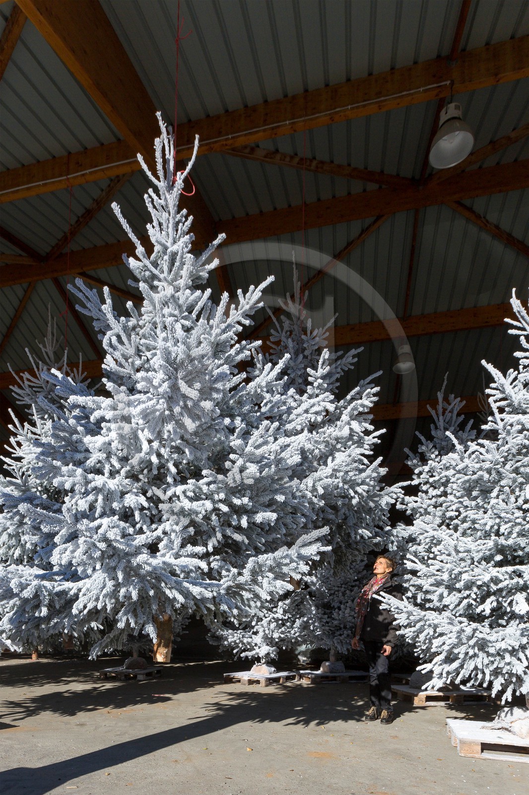 Pépinière Robin, producteur de sapin de Noël, Christine Robin
