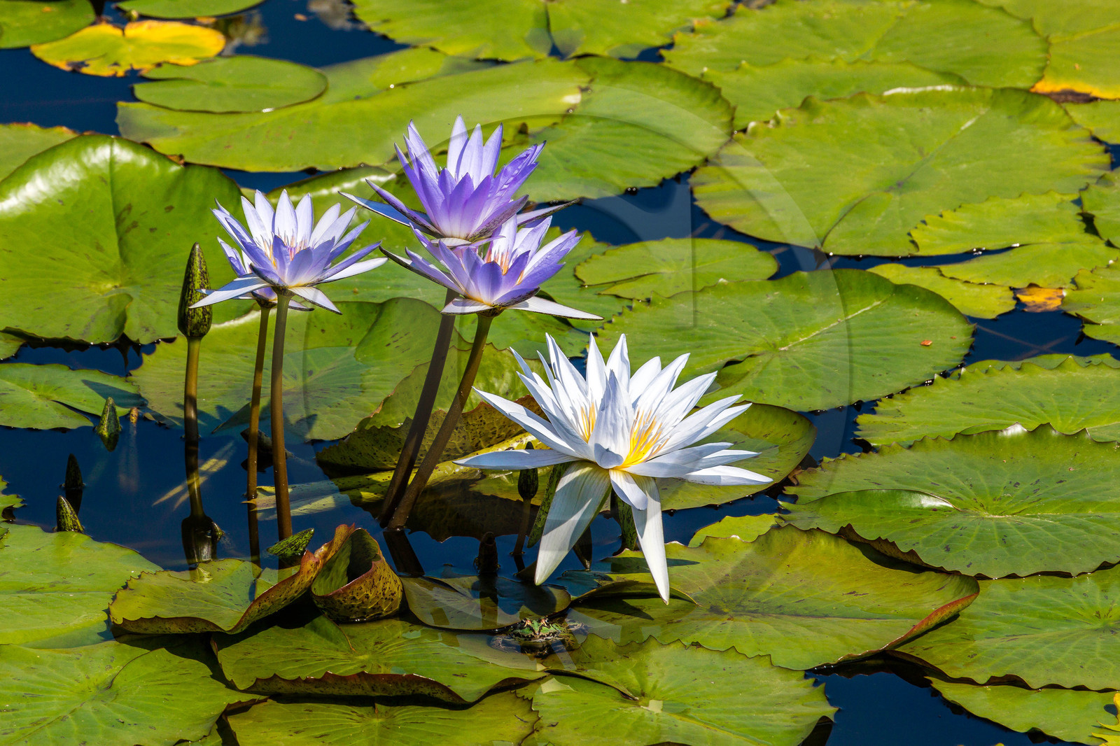 Lac Majeur, Isola Bella, nénuphar, nymphea