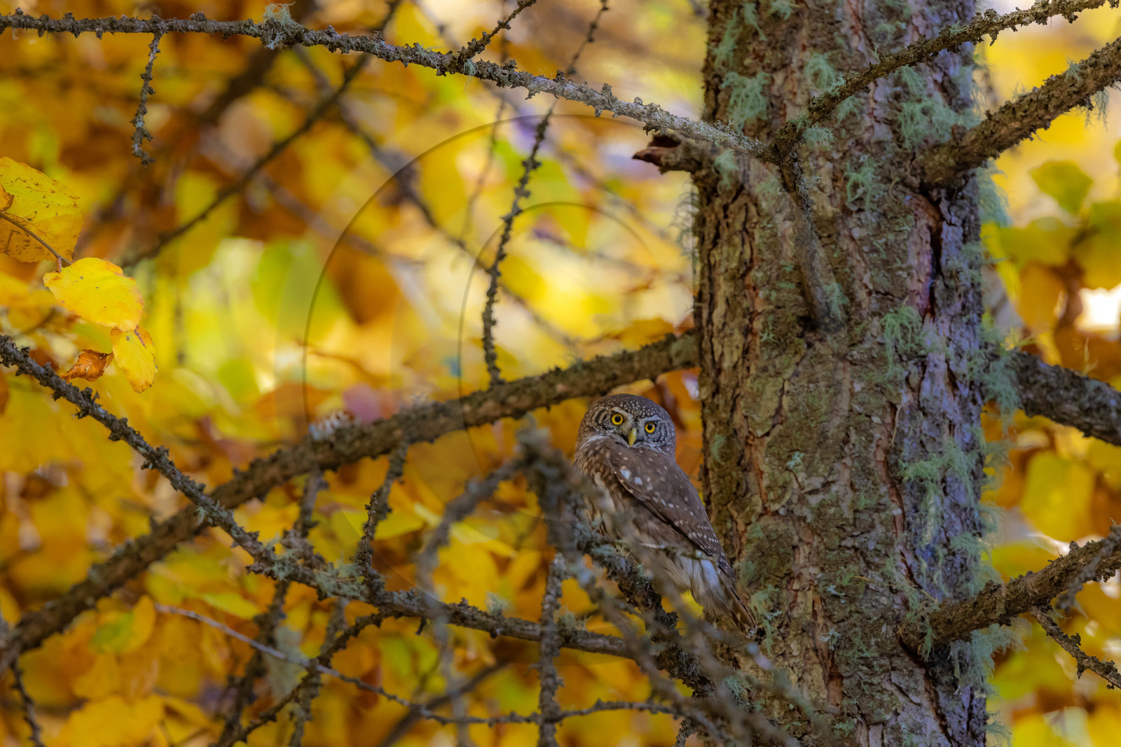 Chevêchette d'Europe, Glaucidium passerinum