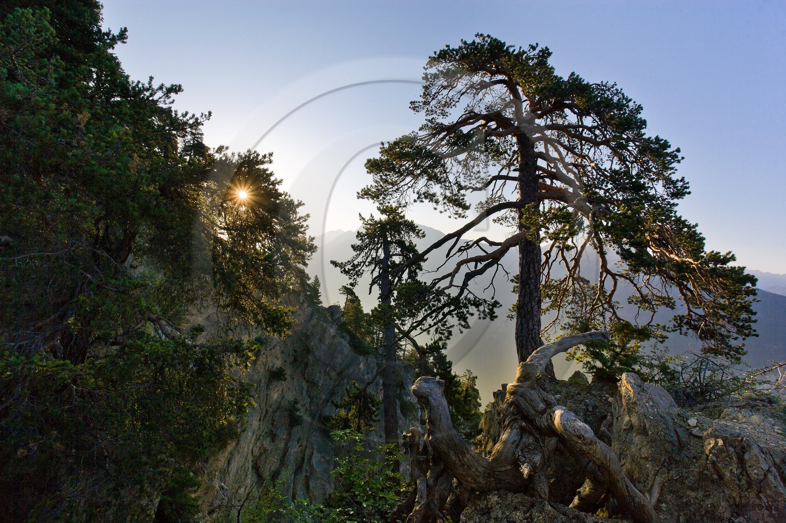 Forêt de pins à crochets
