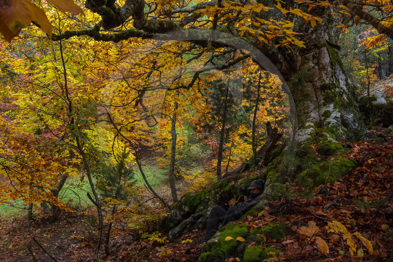 Film : La vallée des loups