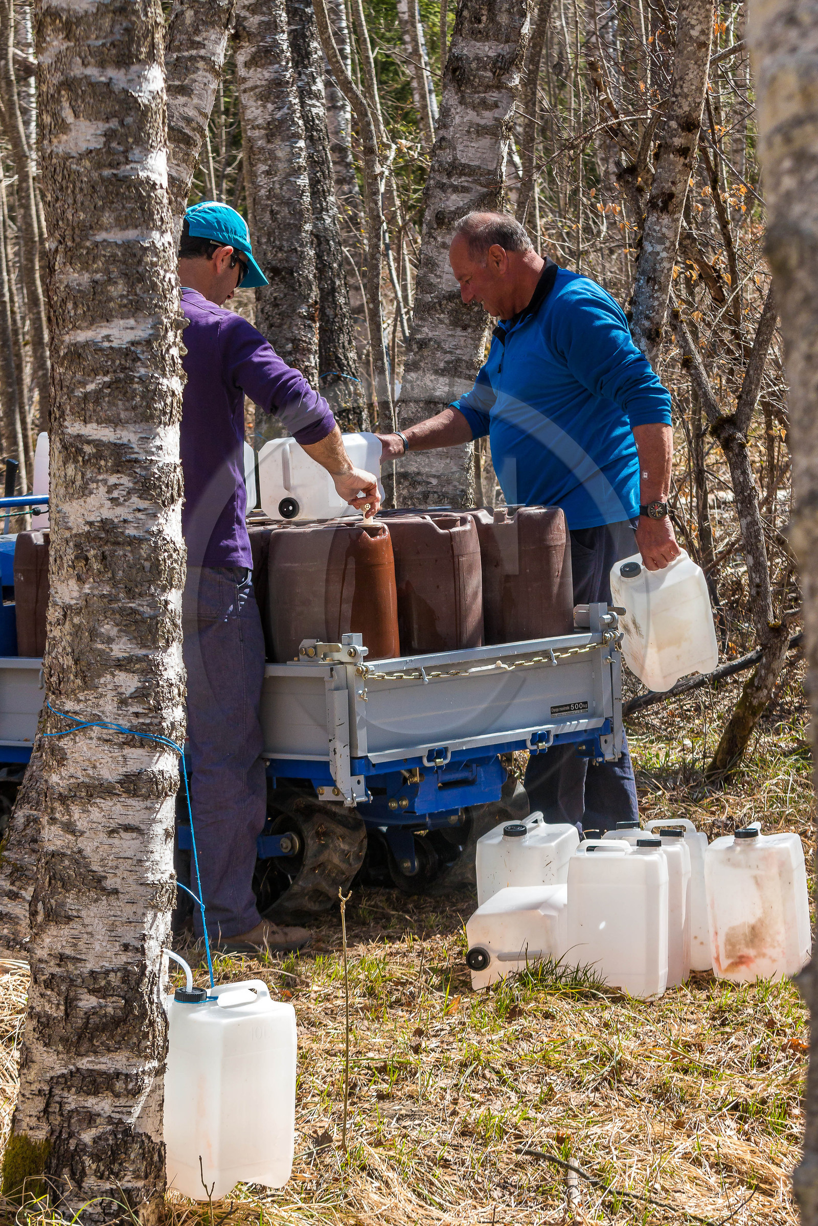 Récolte de sève de bouleau