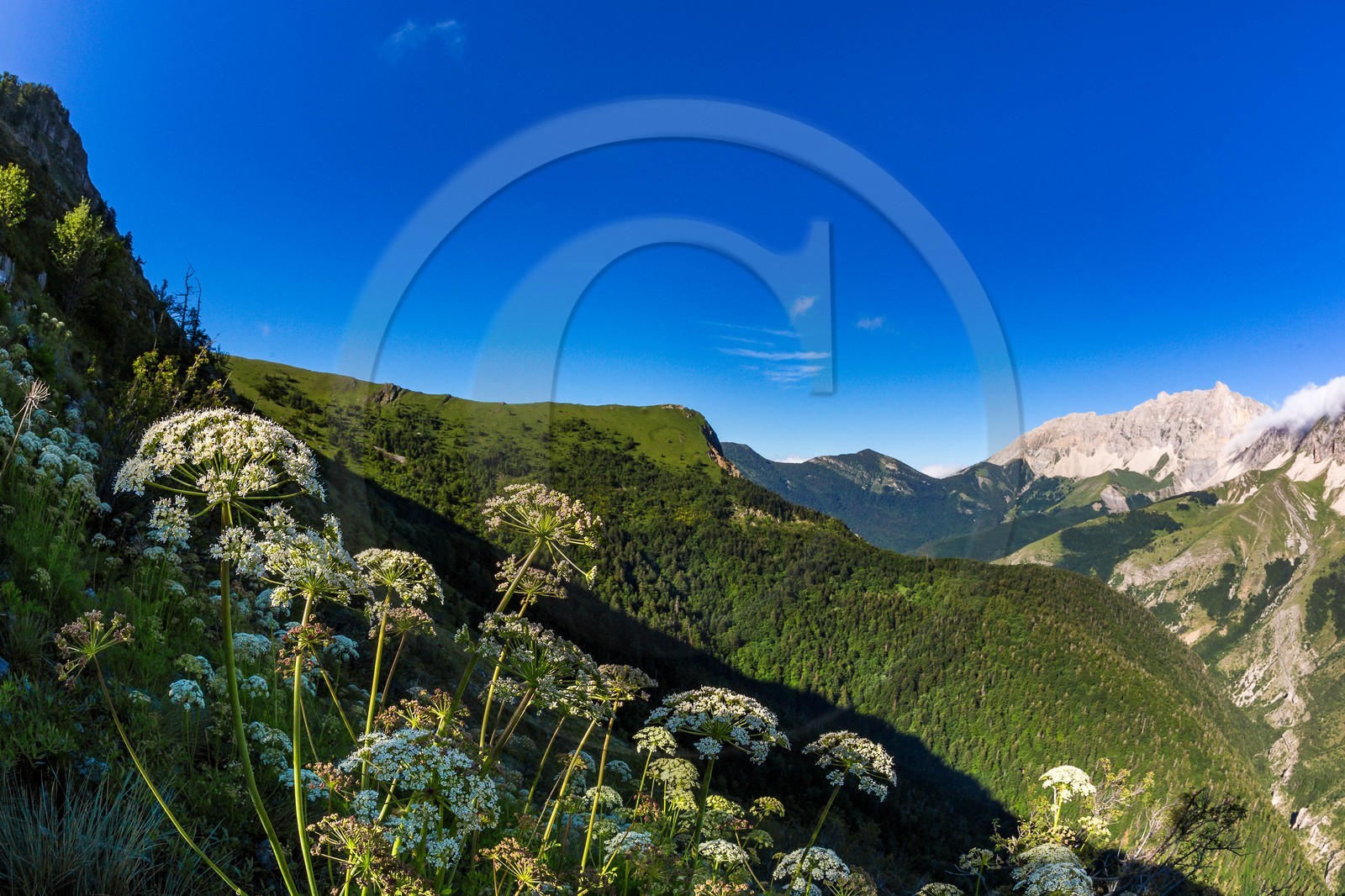 Bois du Chapitre, forêt domaniale de Gap-Chaudun