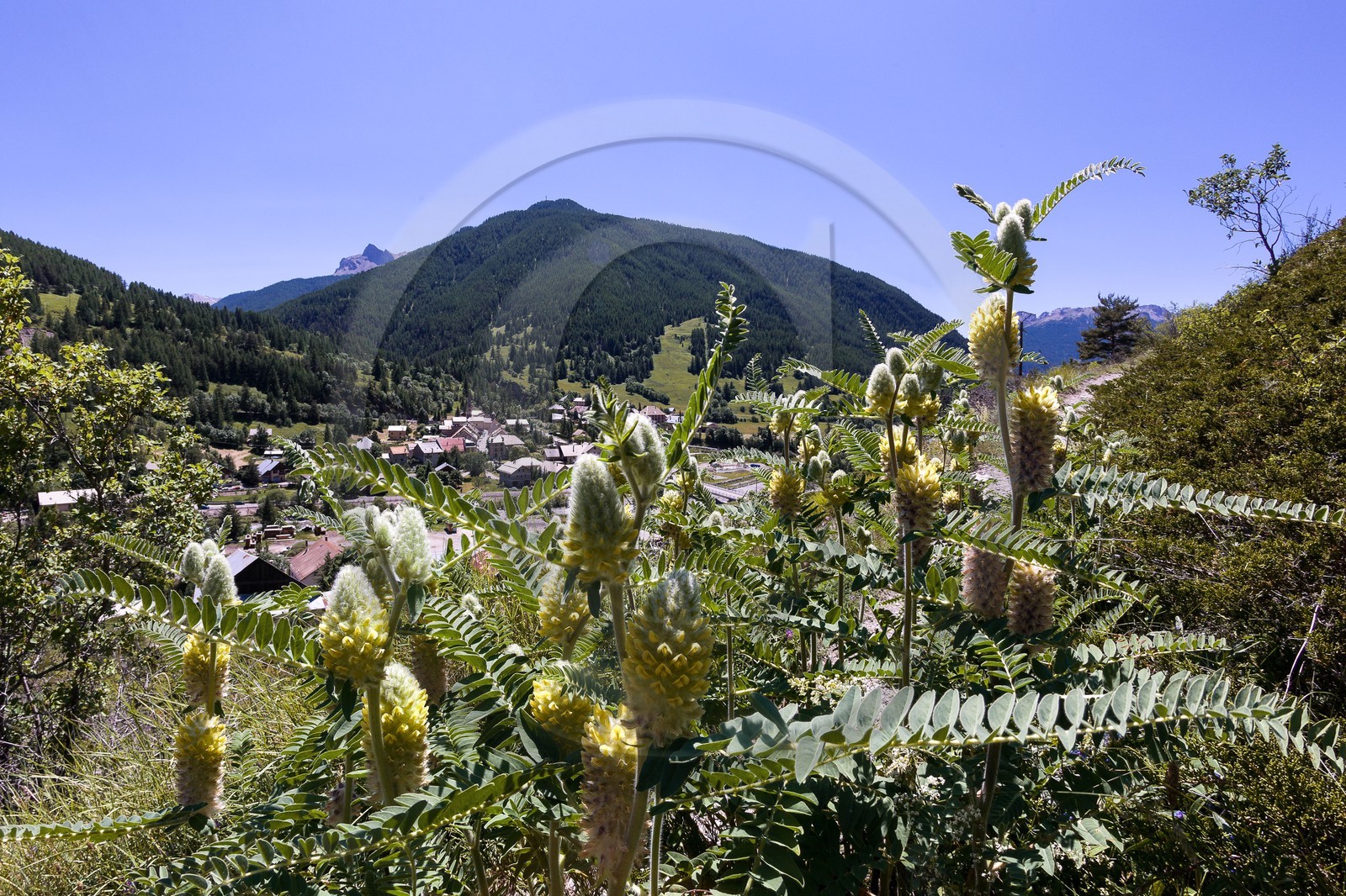 Astragale queue de renard, Astragalus alopecuroides L.
