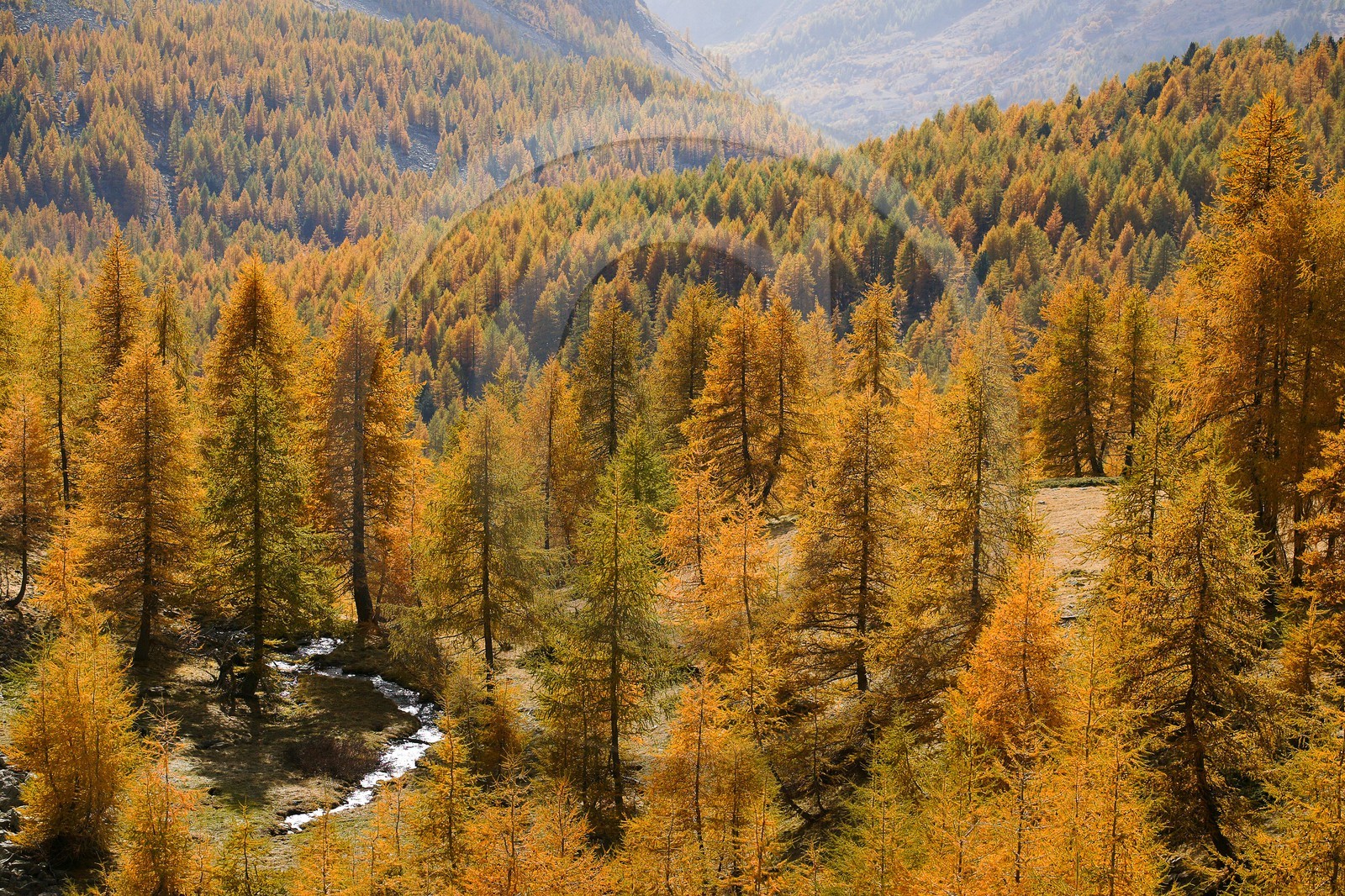Mélézein à l'automne