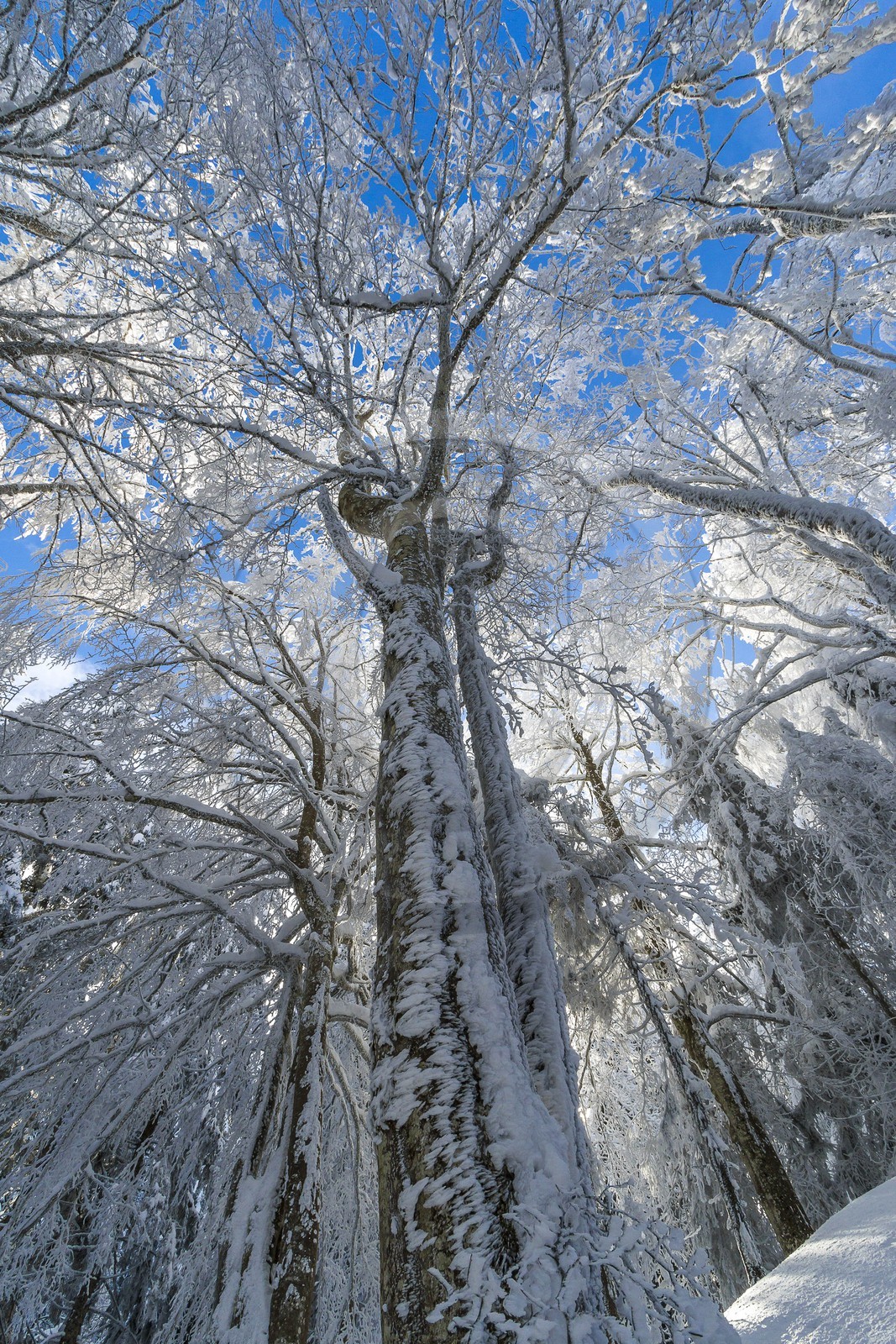 ENS de l'Isère, Les Ecouges