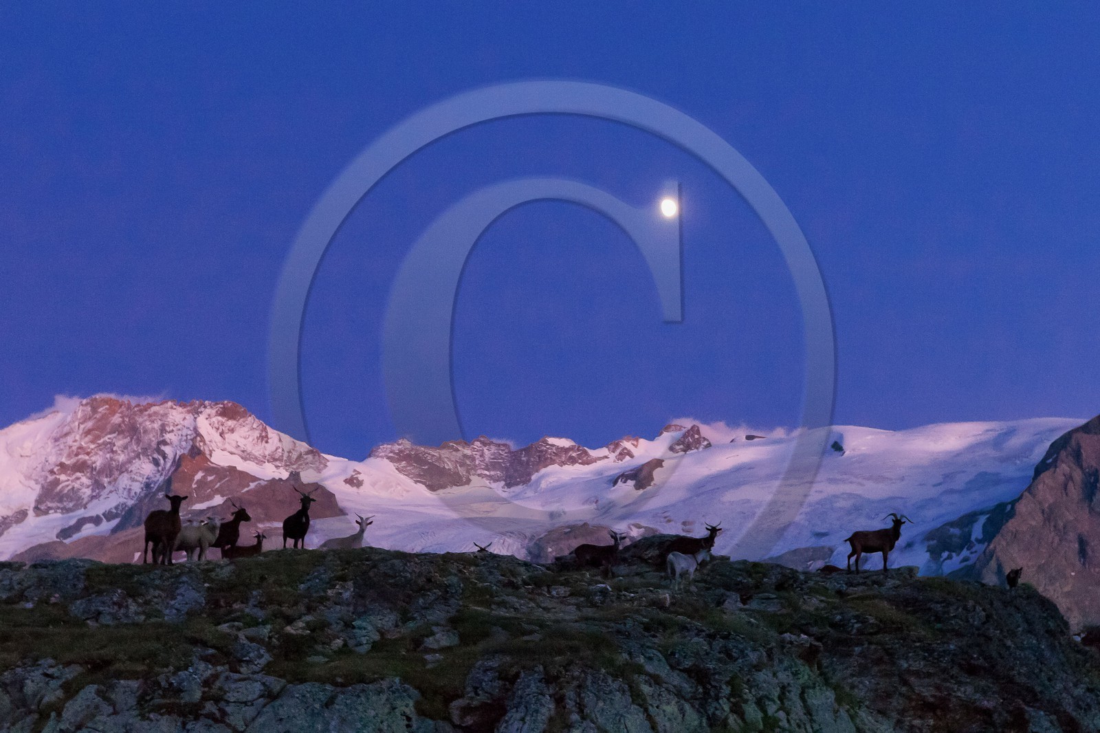 Troupeau de chèvres devant le Rateau