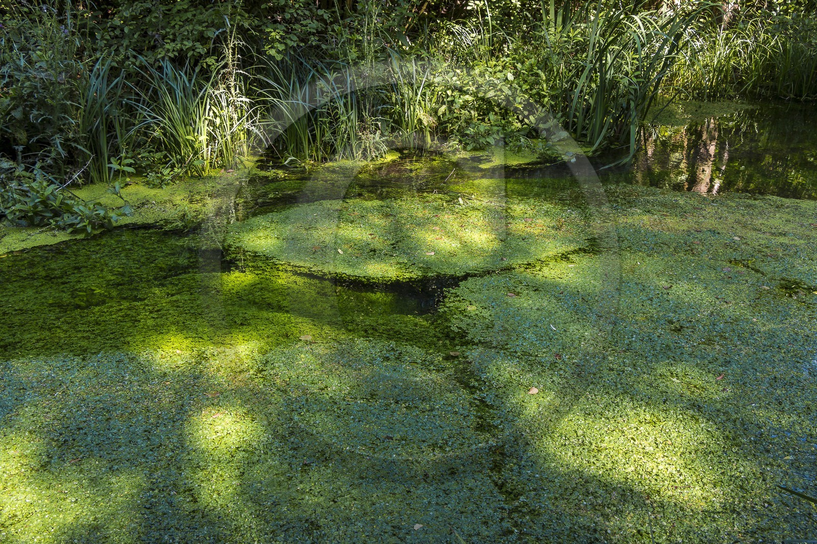 ENS de l'Isère, Prairies inondables de Pont-Évêque