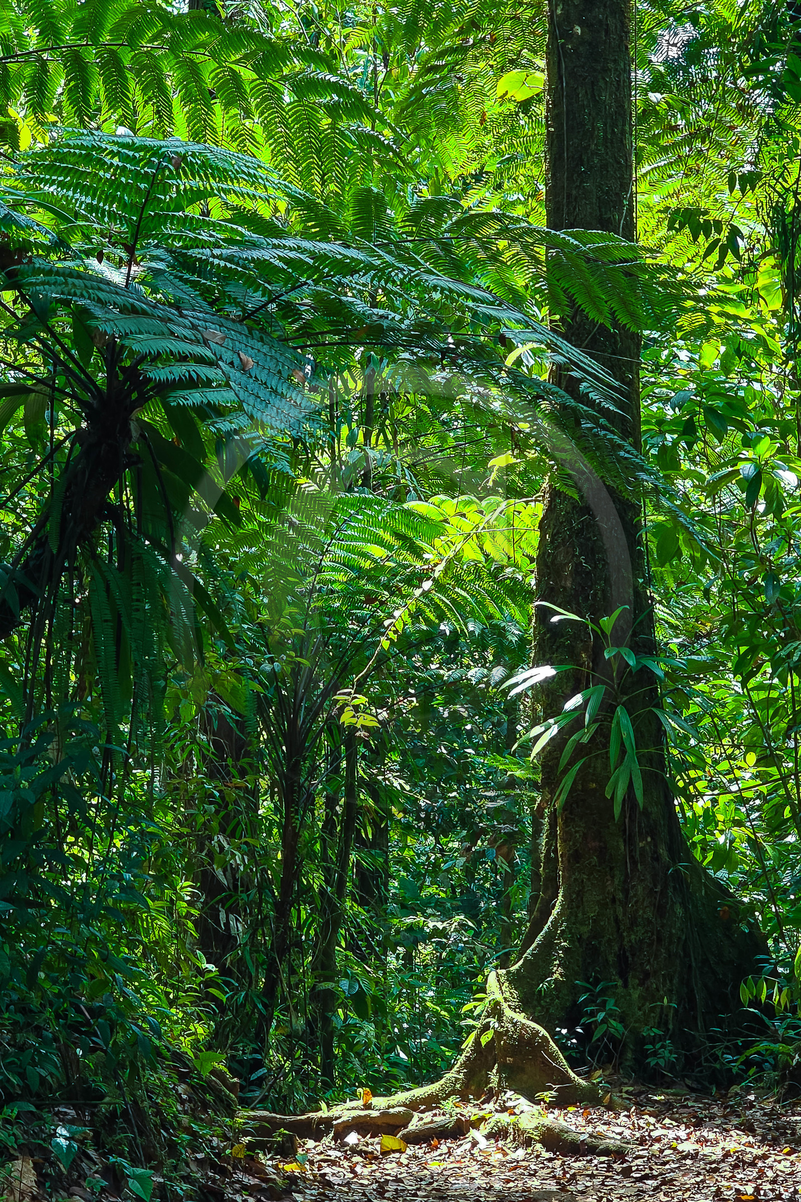 Forêt tropicale, Parc national de la Guadeloupe