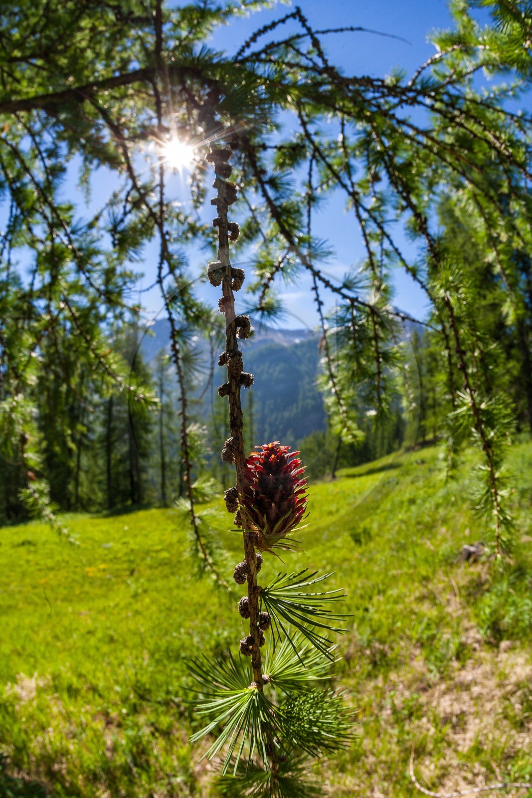 Fleur de Mélèze,  Larix decidua