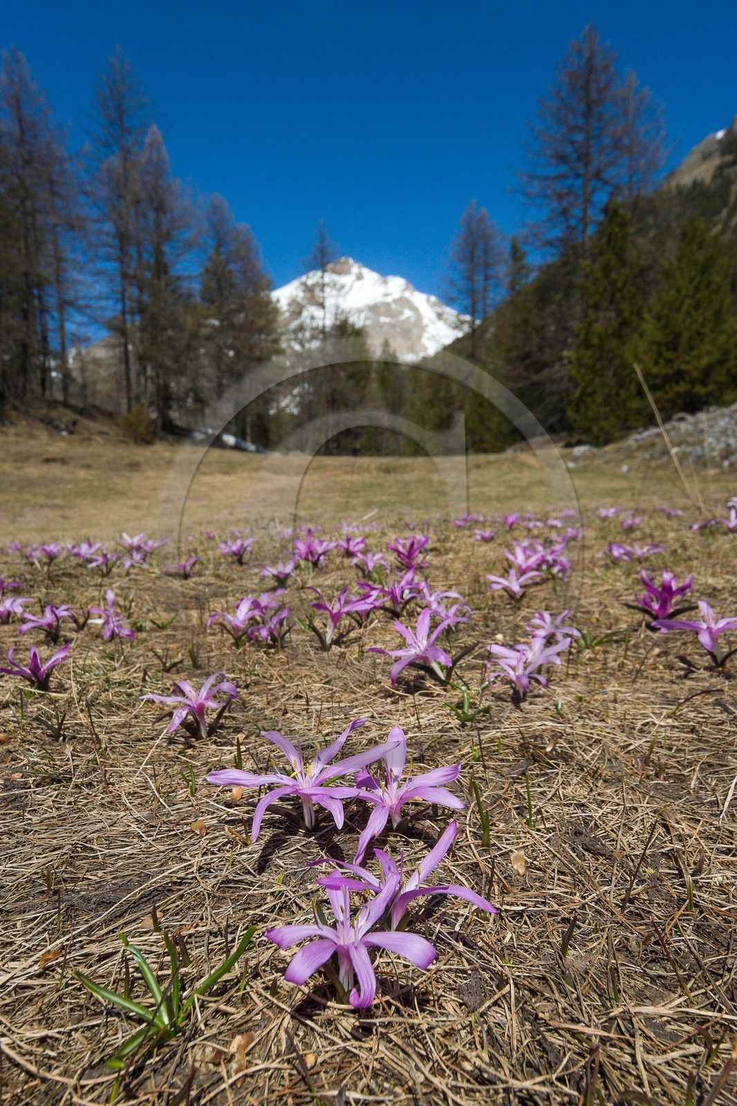 Crocus printanier,  Crocus vernus