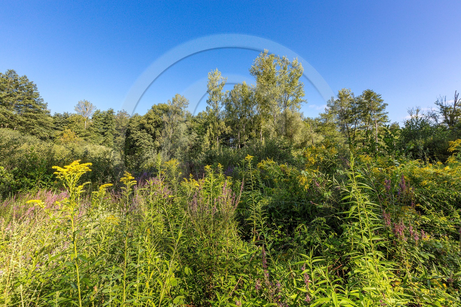 ENS de l'Isère, étang de Mai