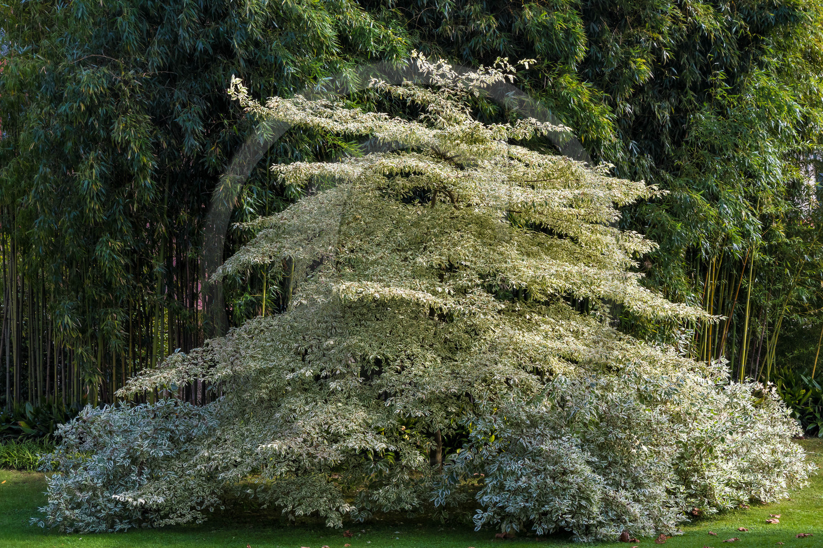 Bellagio, Villa Melzi