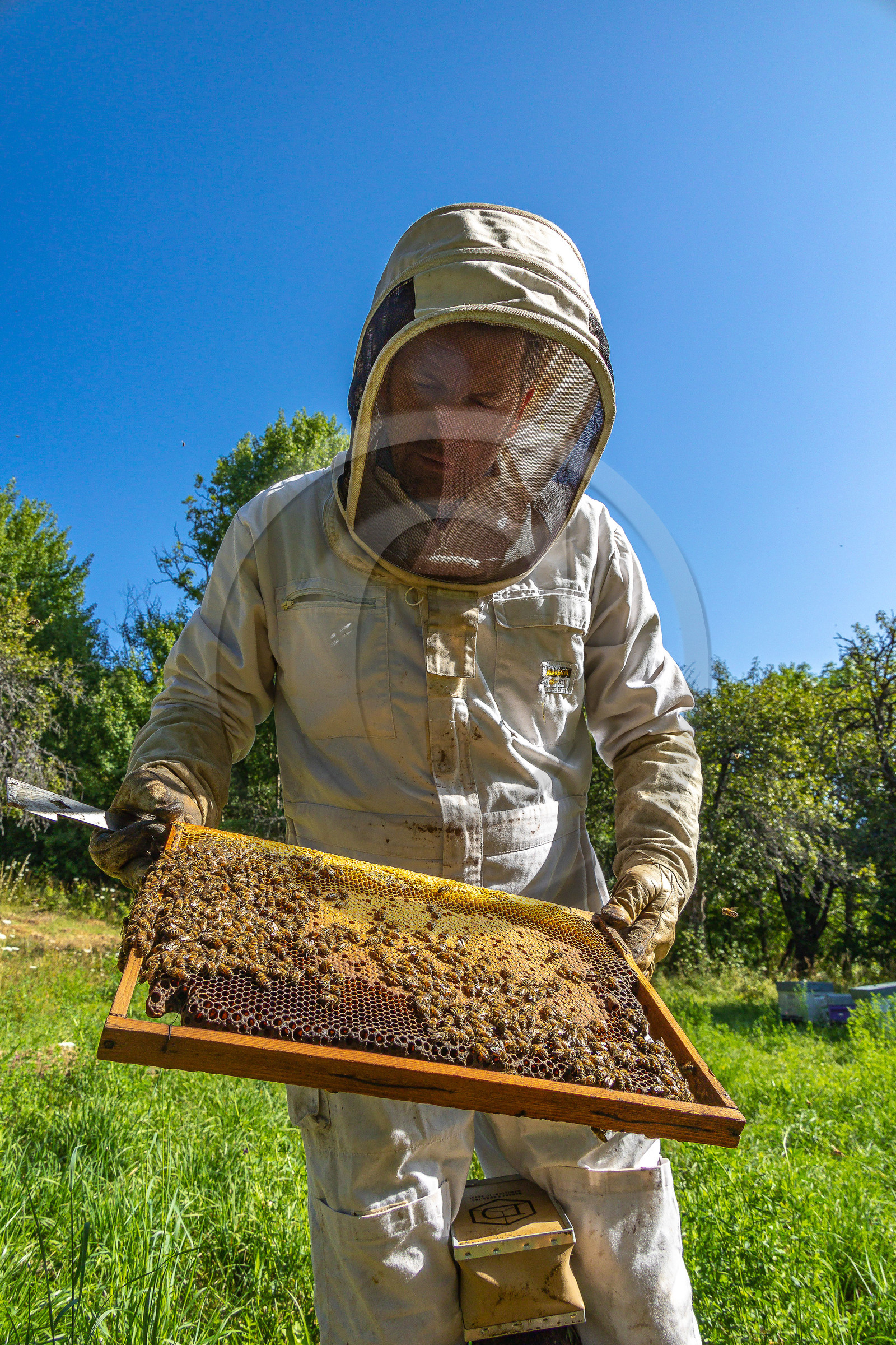 Jean-Jacques Daubert - Apiculteur
