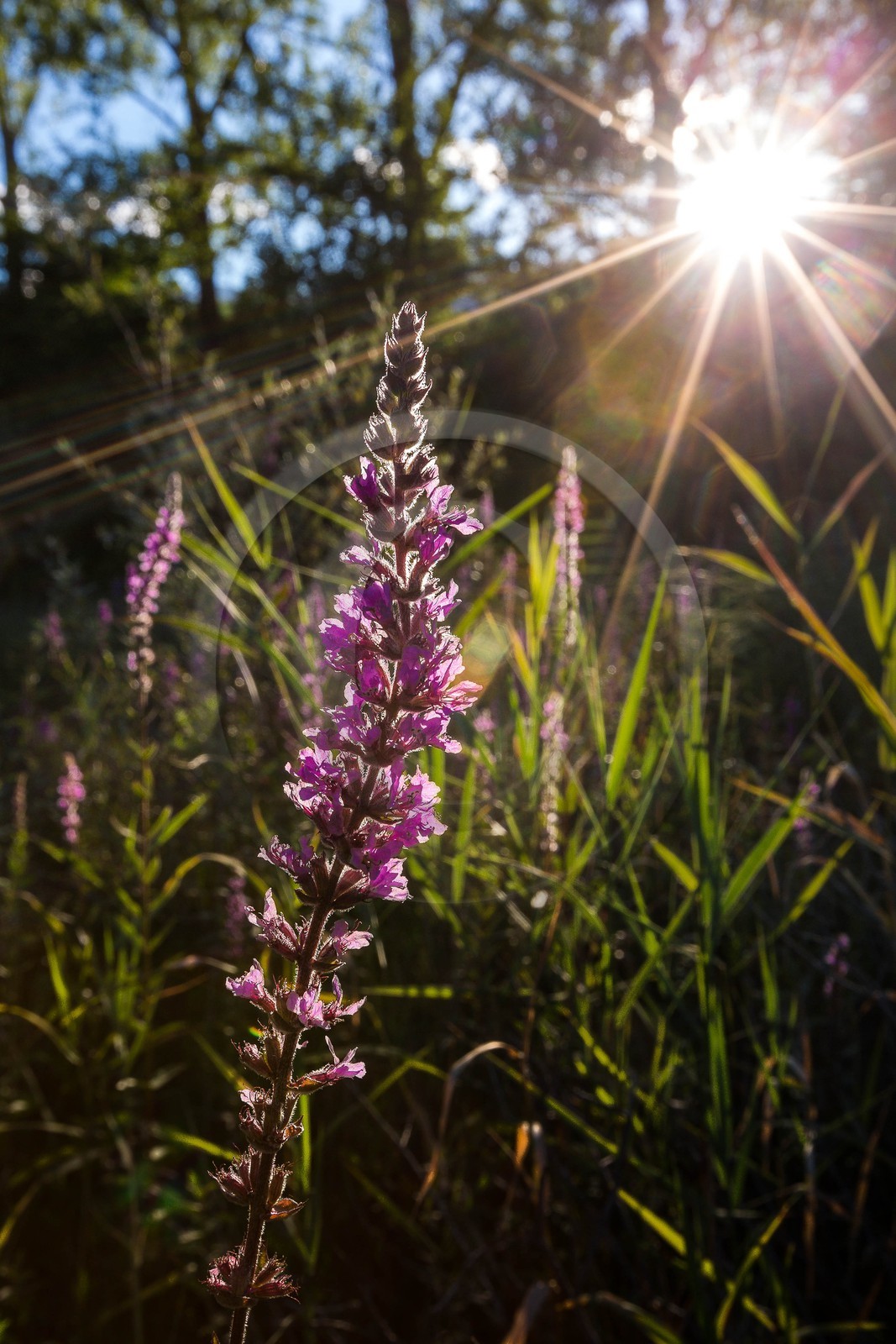 ENS de l'Isère, espace alluvial de la Rolande