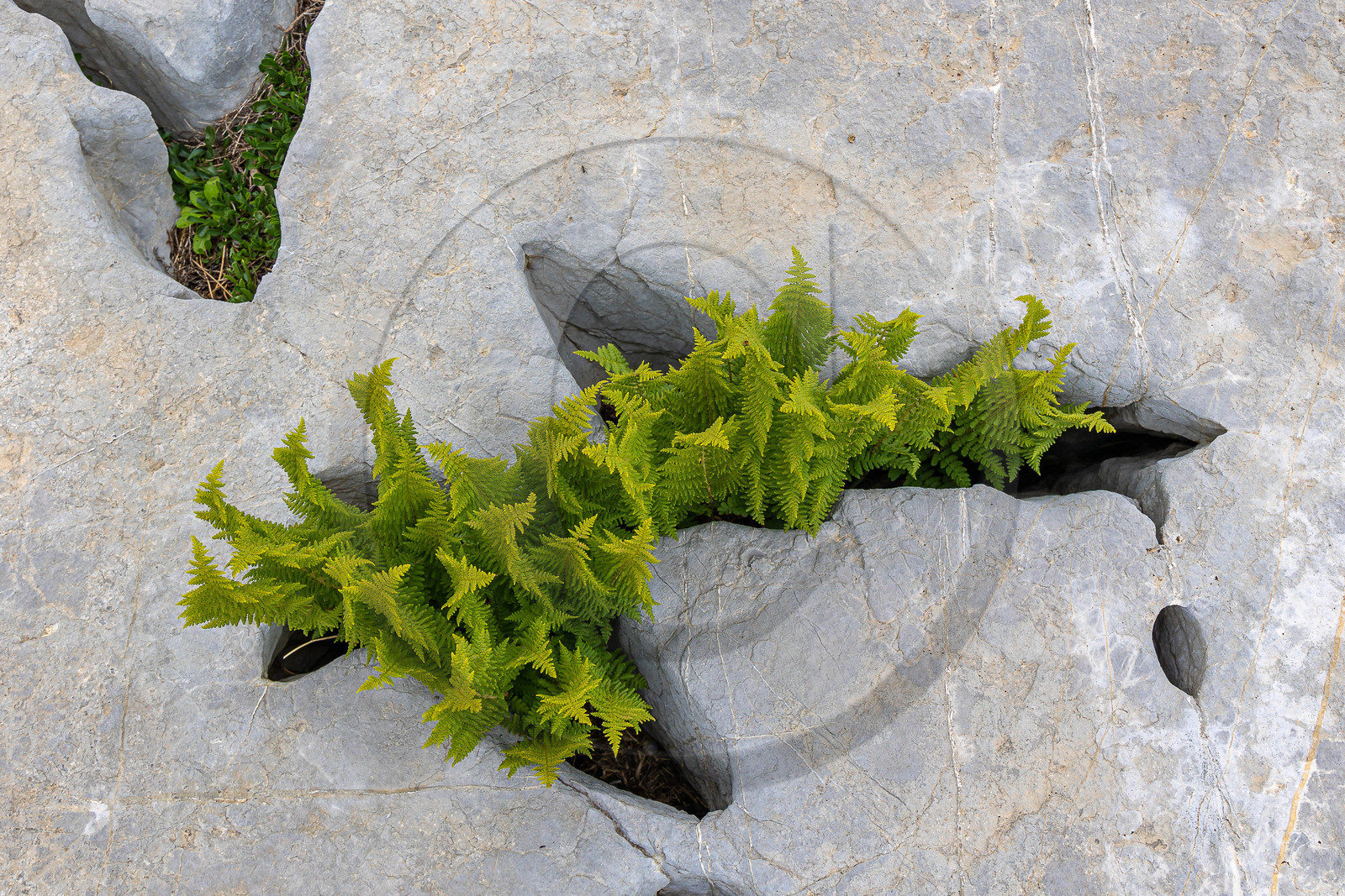 Les Oucanes de Chabrières