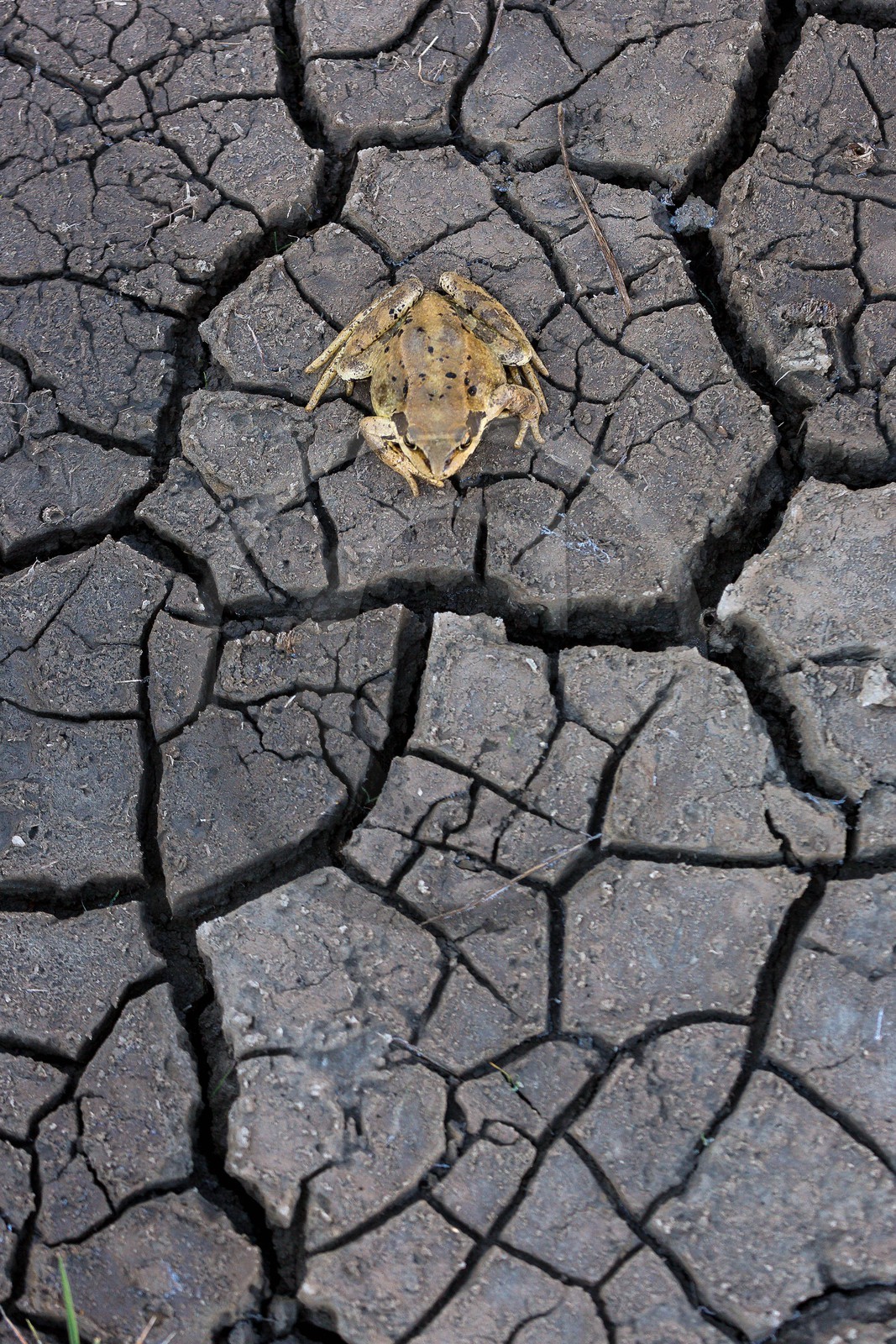 Vallon du Laverq, lac et tourbière Les Eaux-Tortes , grenouille rousse , Rana temporaria