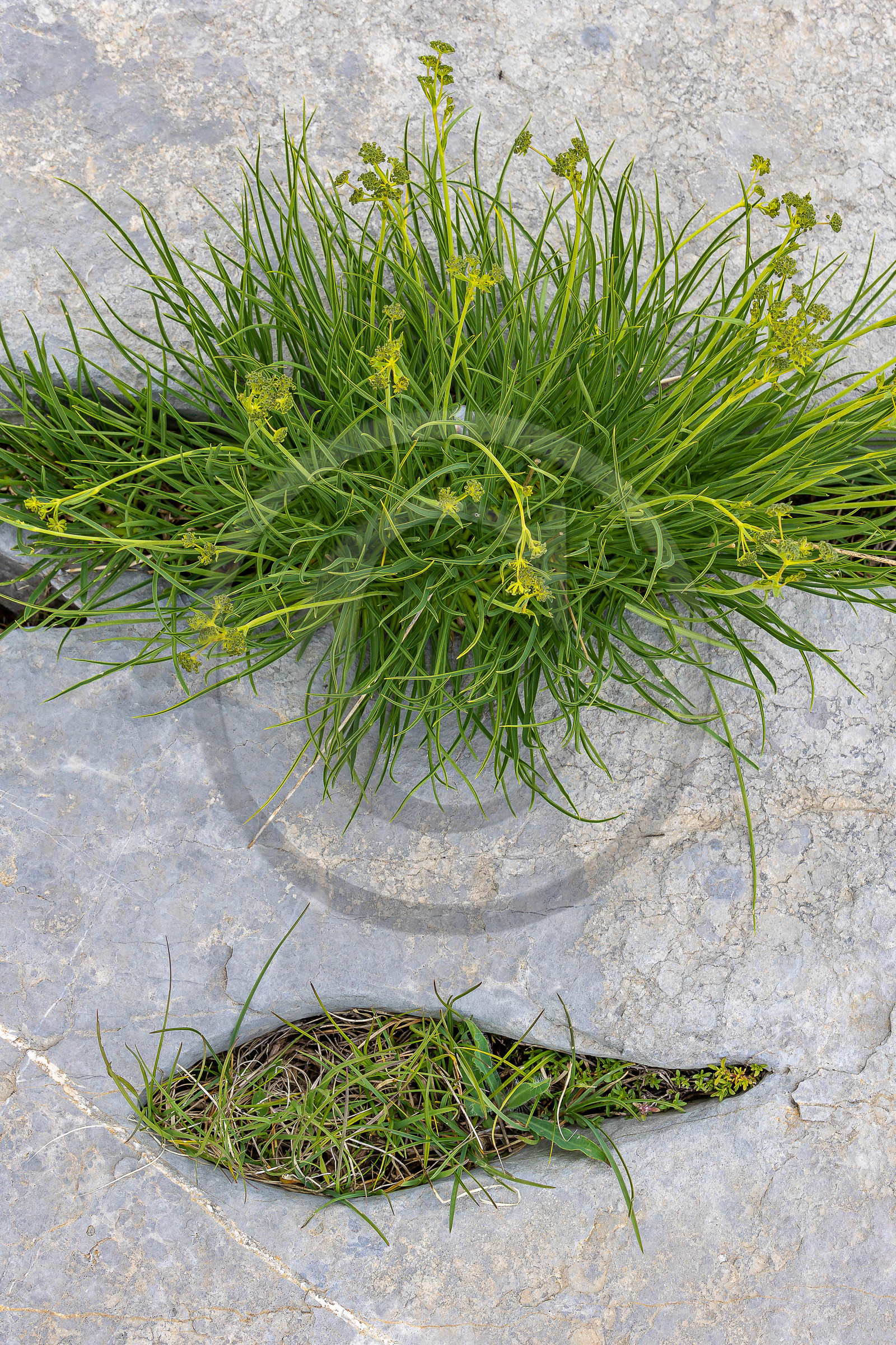 Les Oucanes de Chabrières