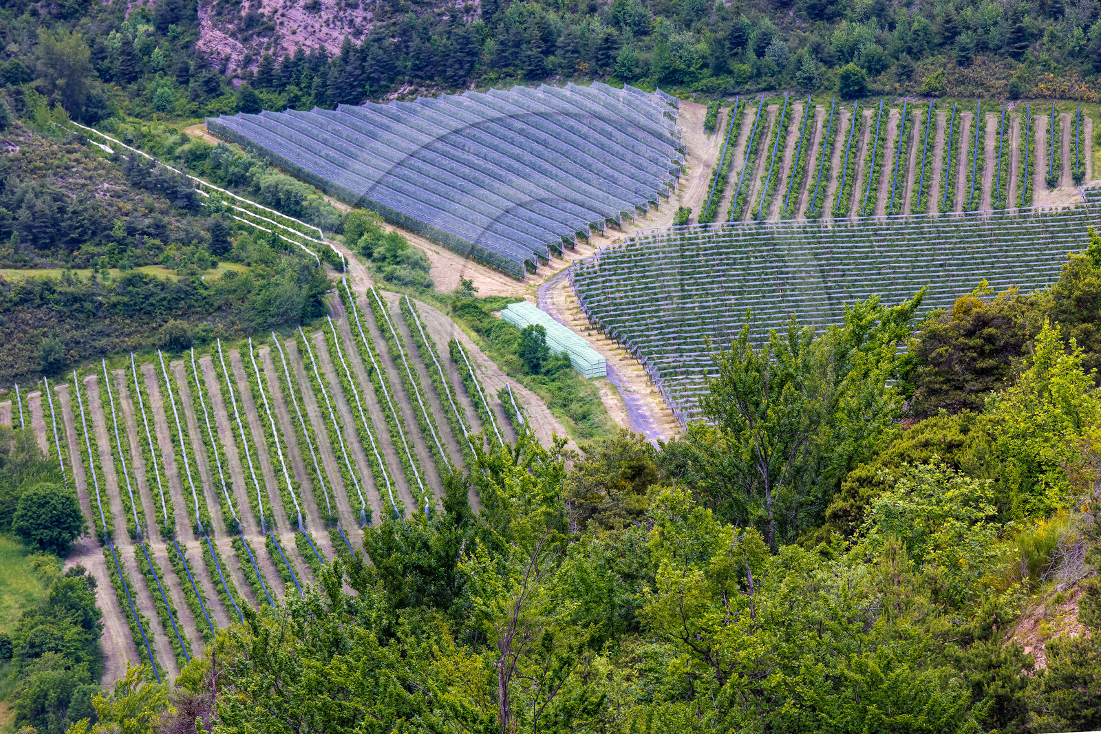 Faucon-du-Caire, arboriculture