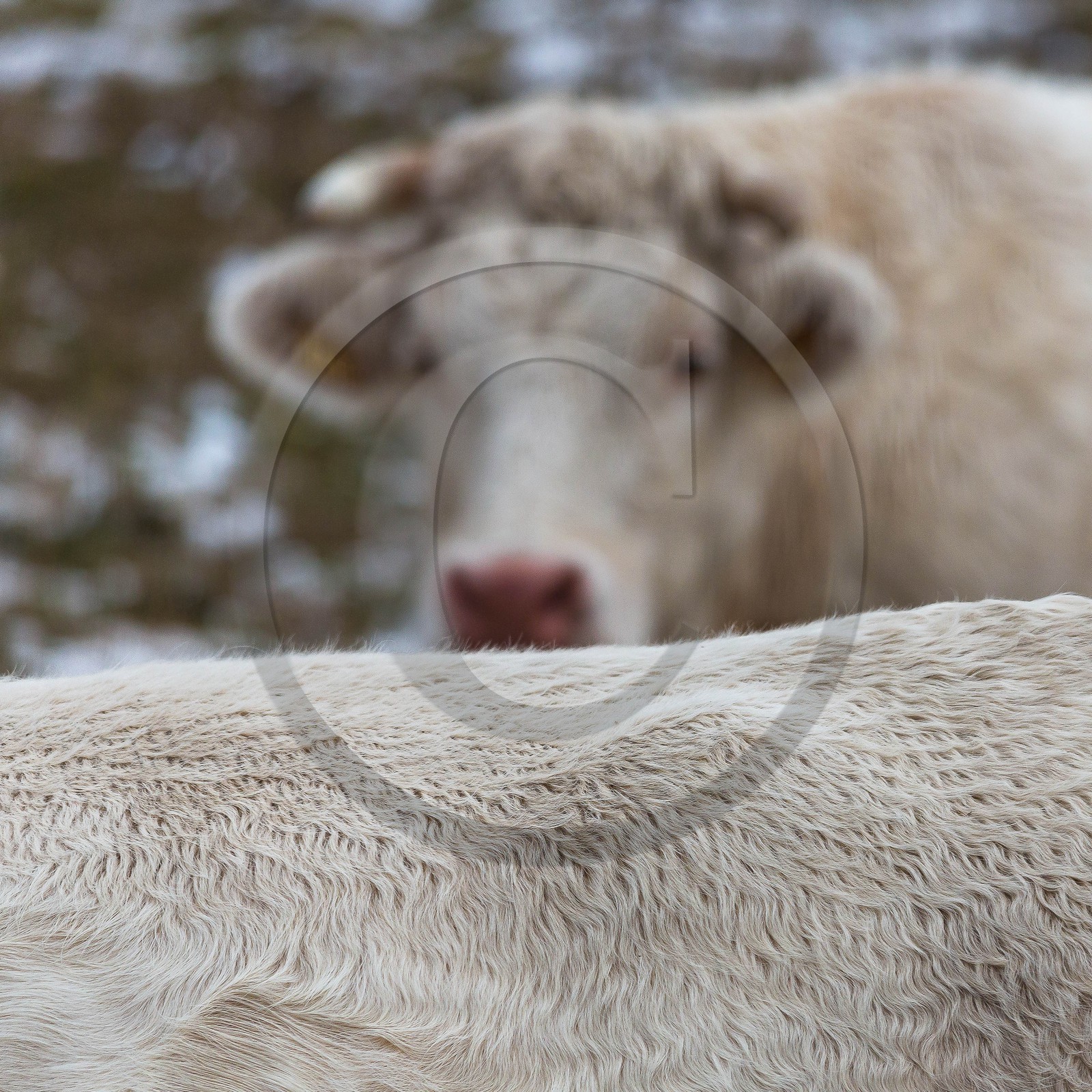 Valbonnais, Col d'Ornon, troupeau de vache avec les premières neiges