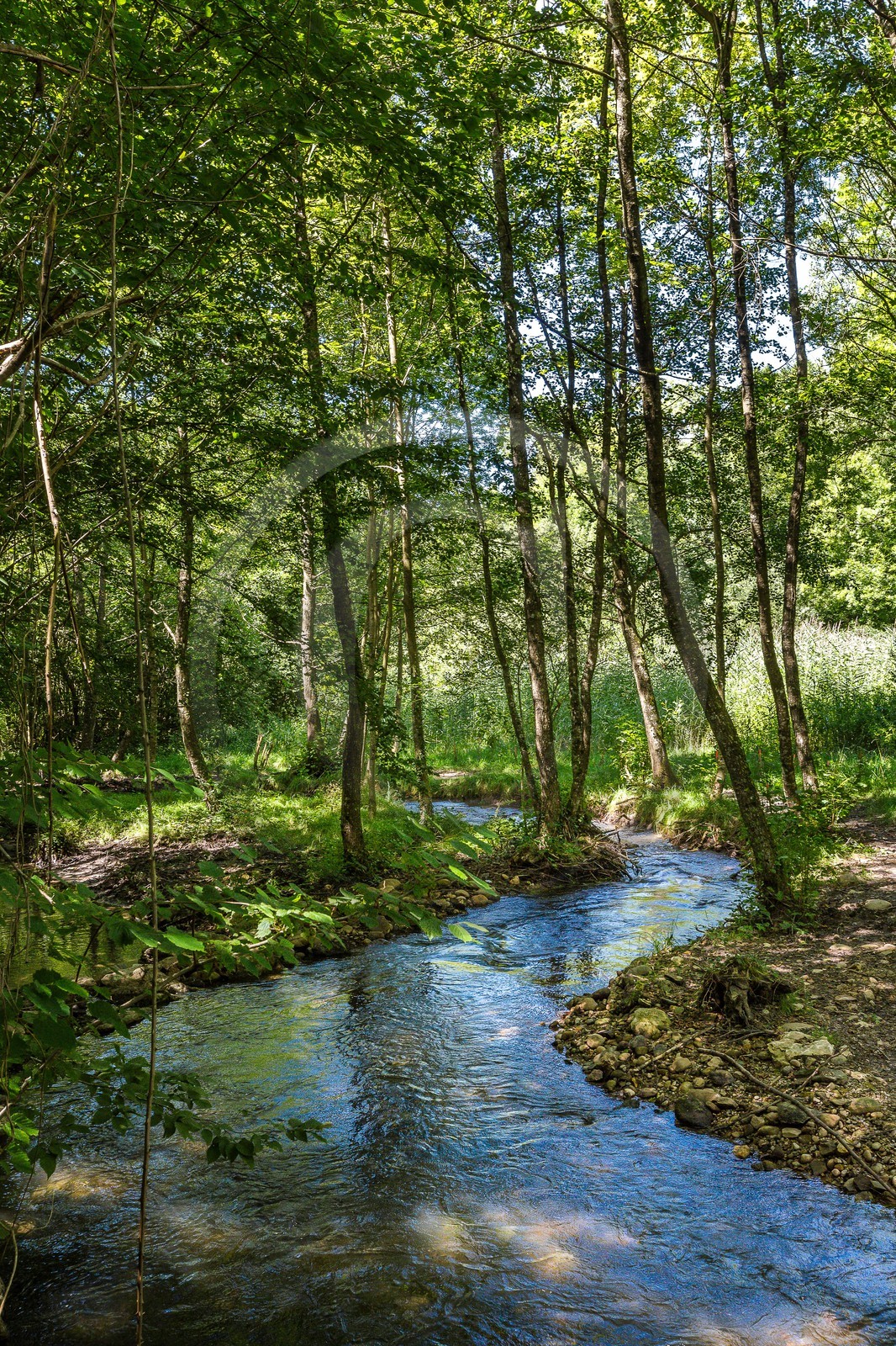 ENS de l'Isère, étang de Cote Manin
