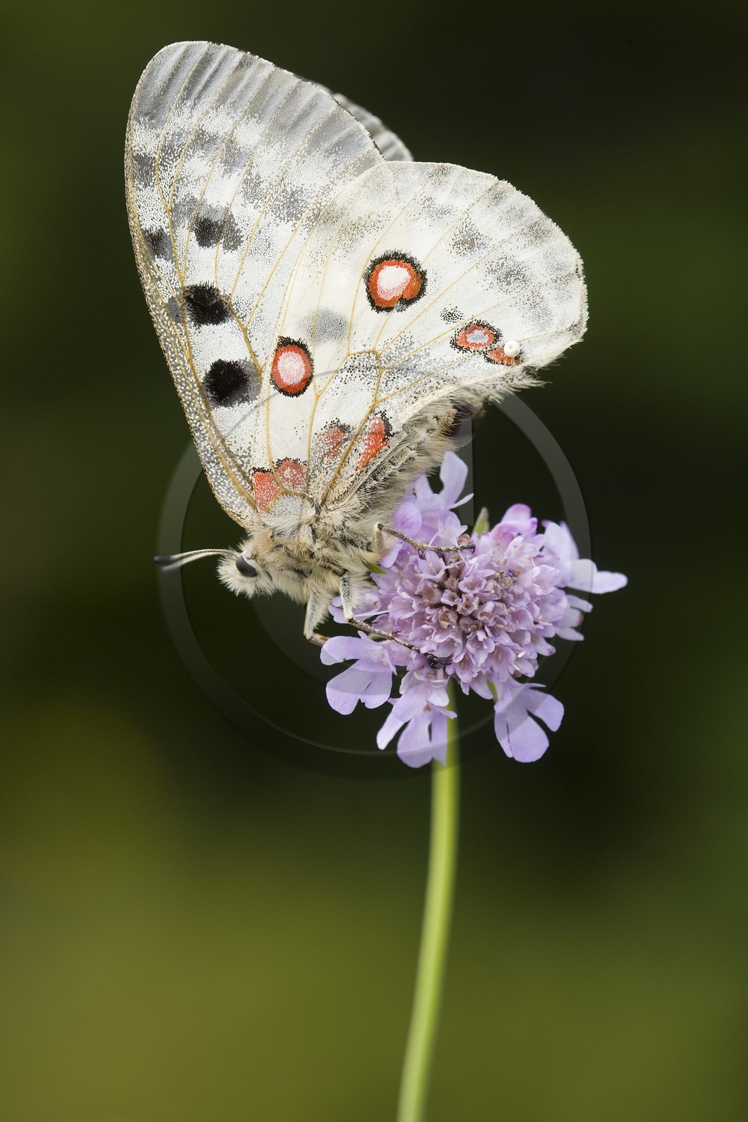 papillon, apollon, parnassius apollo