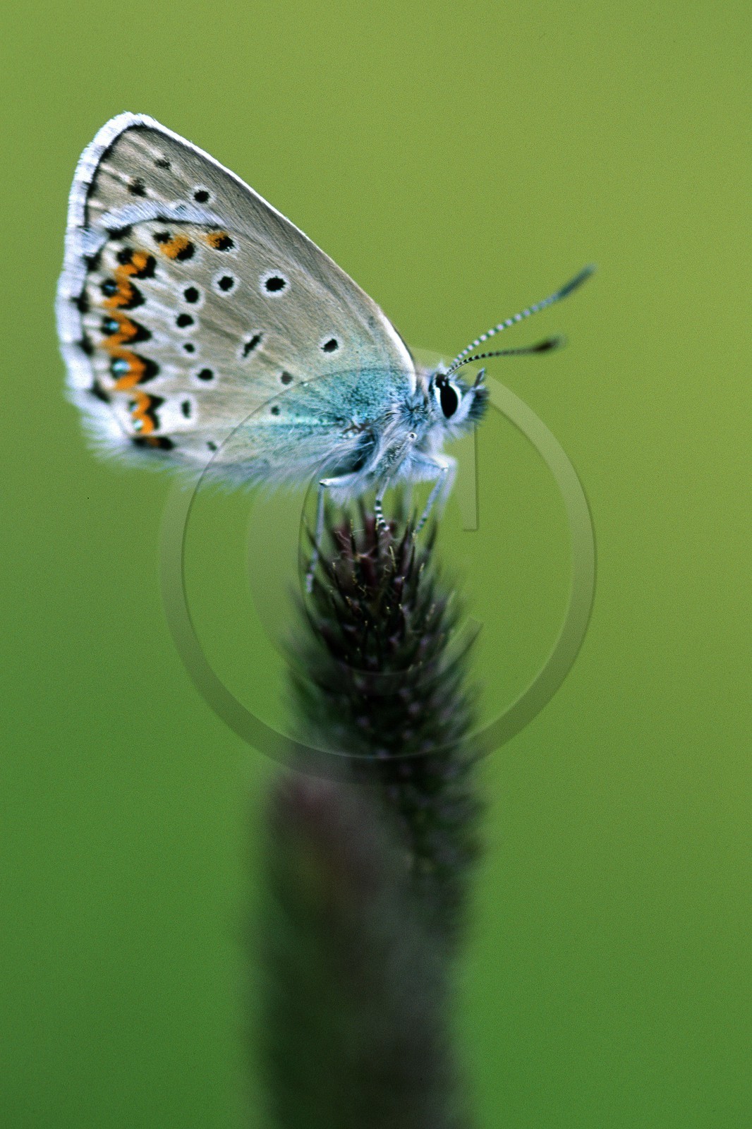 papillon, Azuré de l'ajonc, Plebejus argus